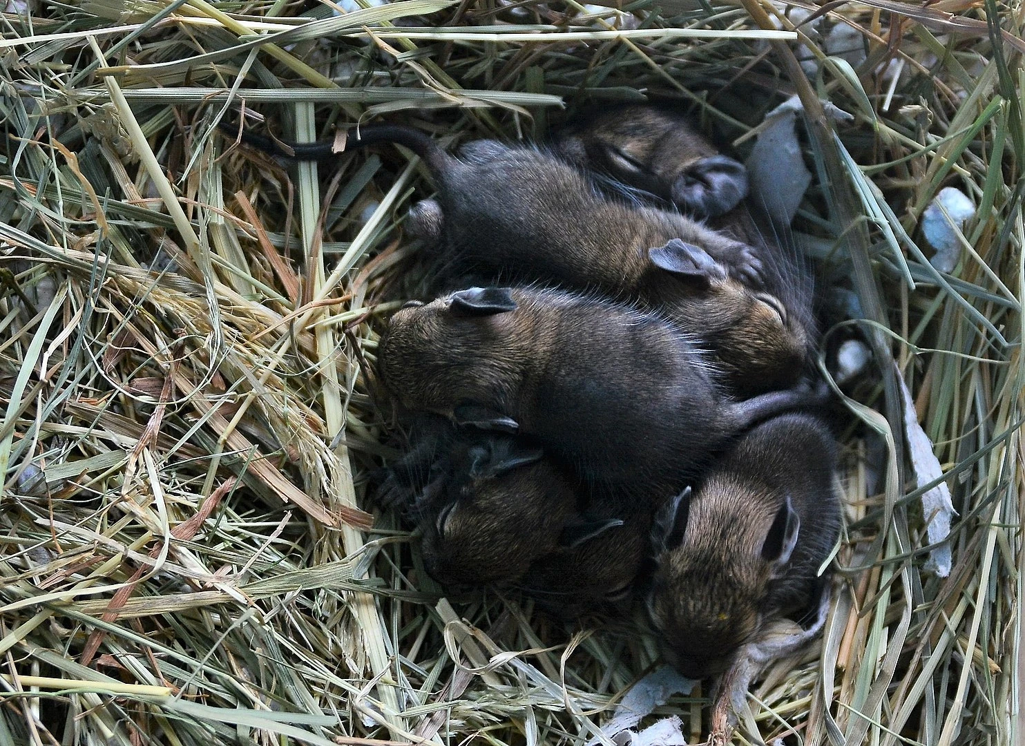Degu 10