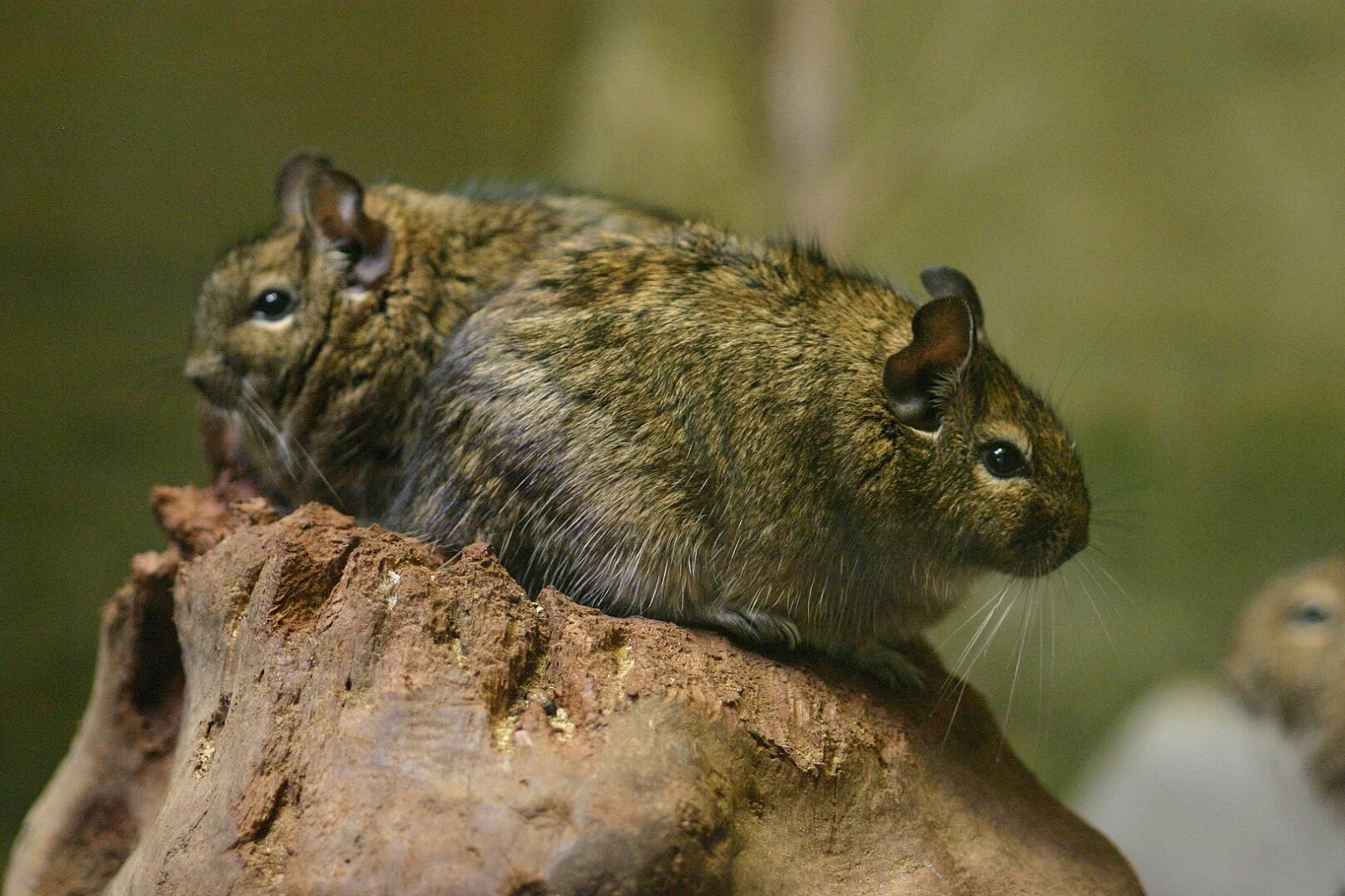 Degu 11