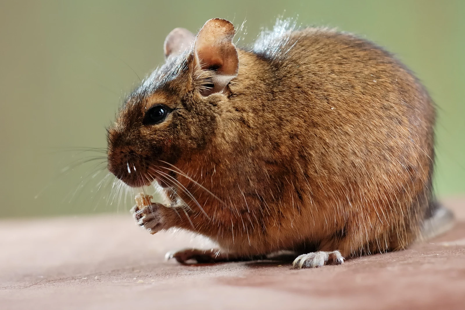Degu 12