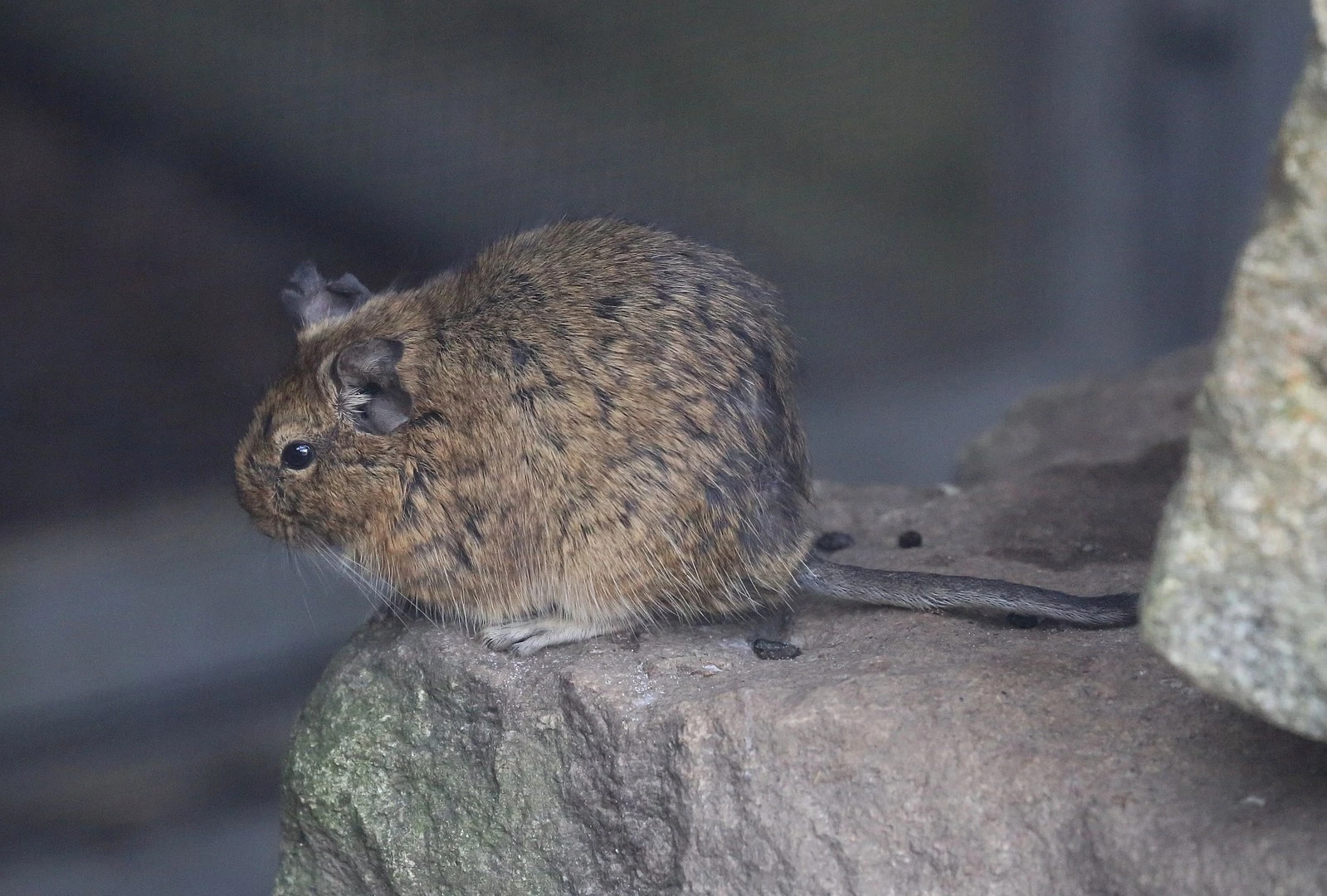 Degu 13
