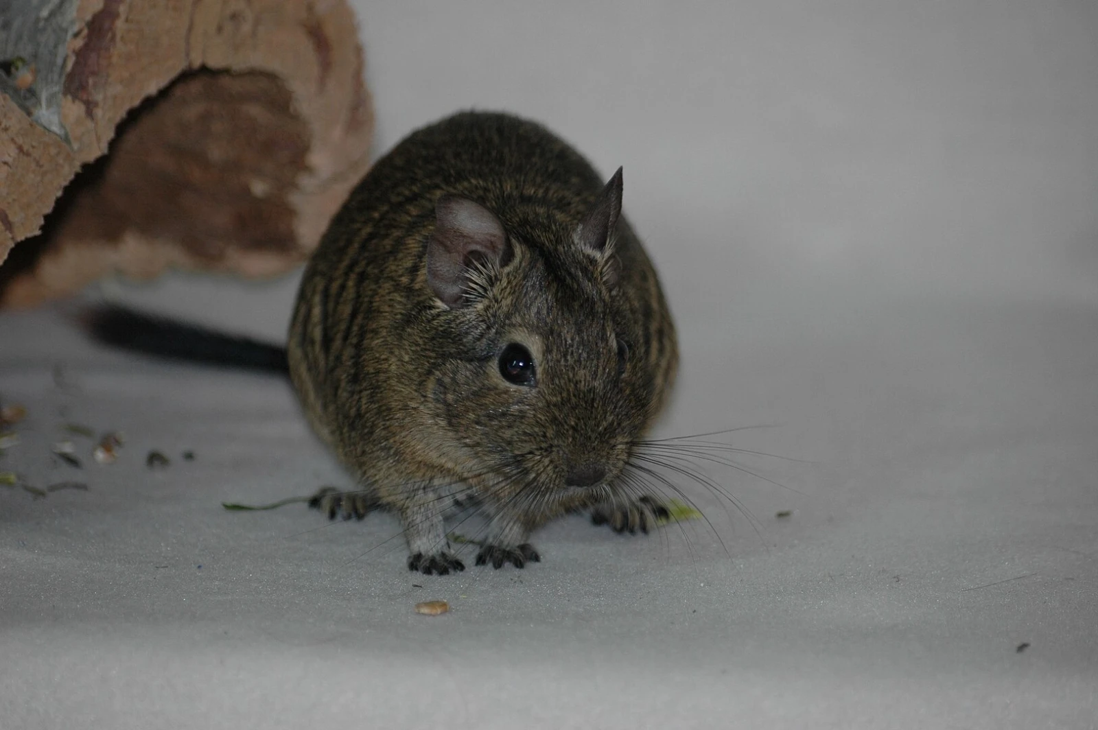 Degu 14