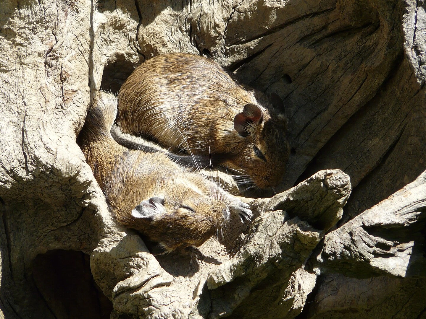 Degu 15