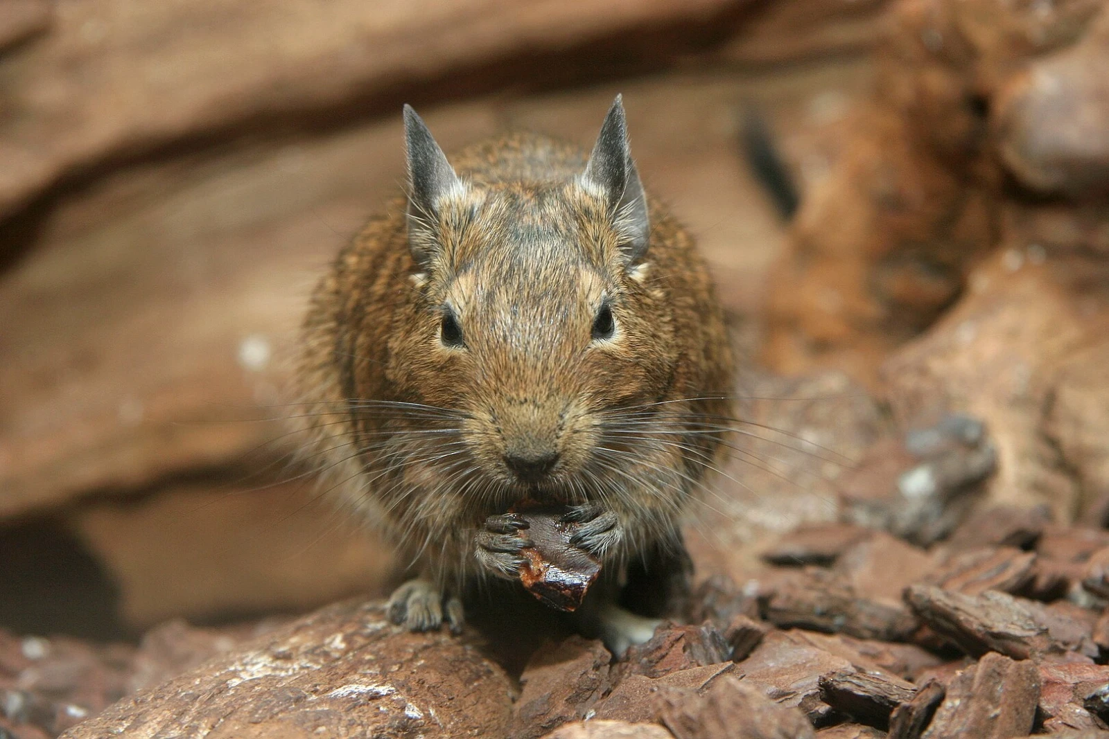 Degu 16