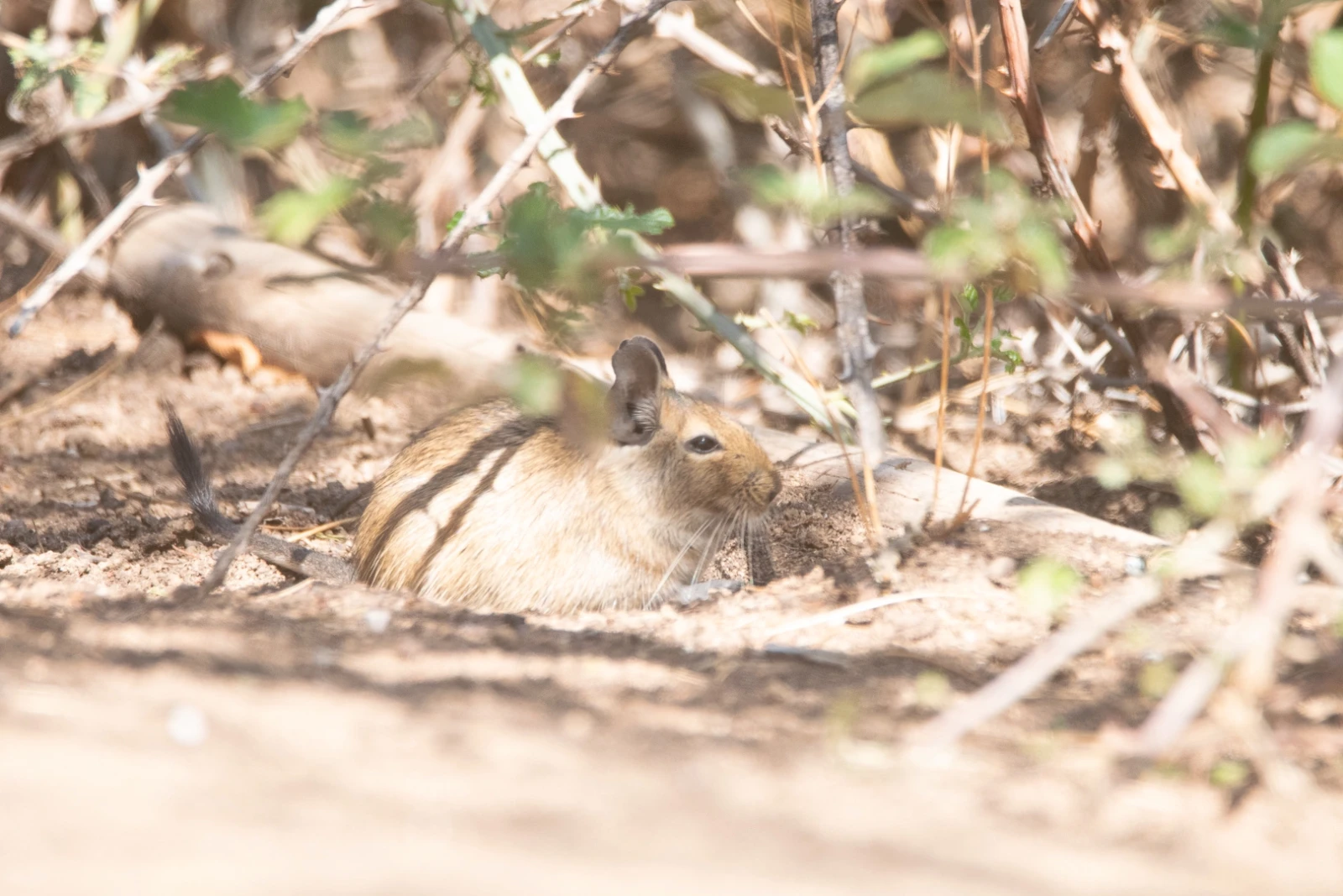 Degu 17