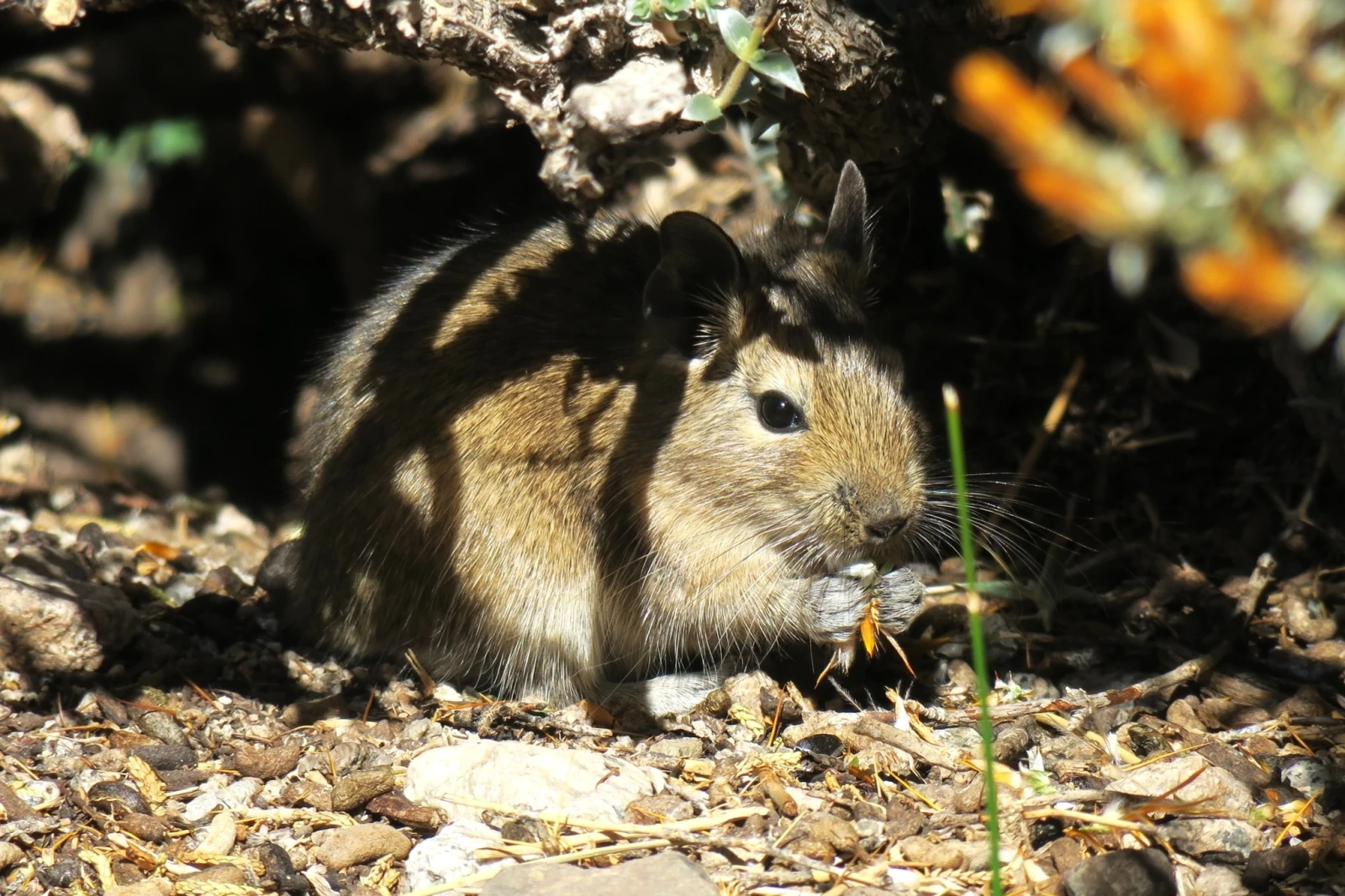 Degu 18