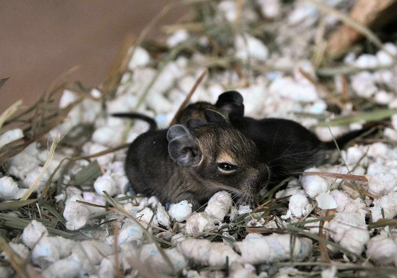 Degu 19