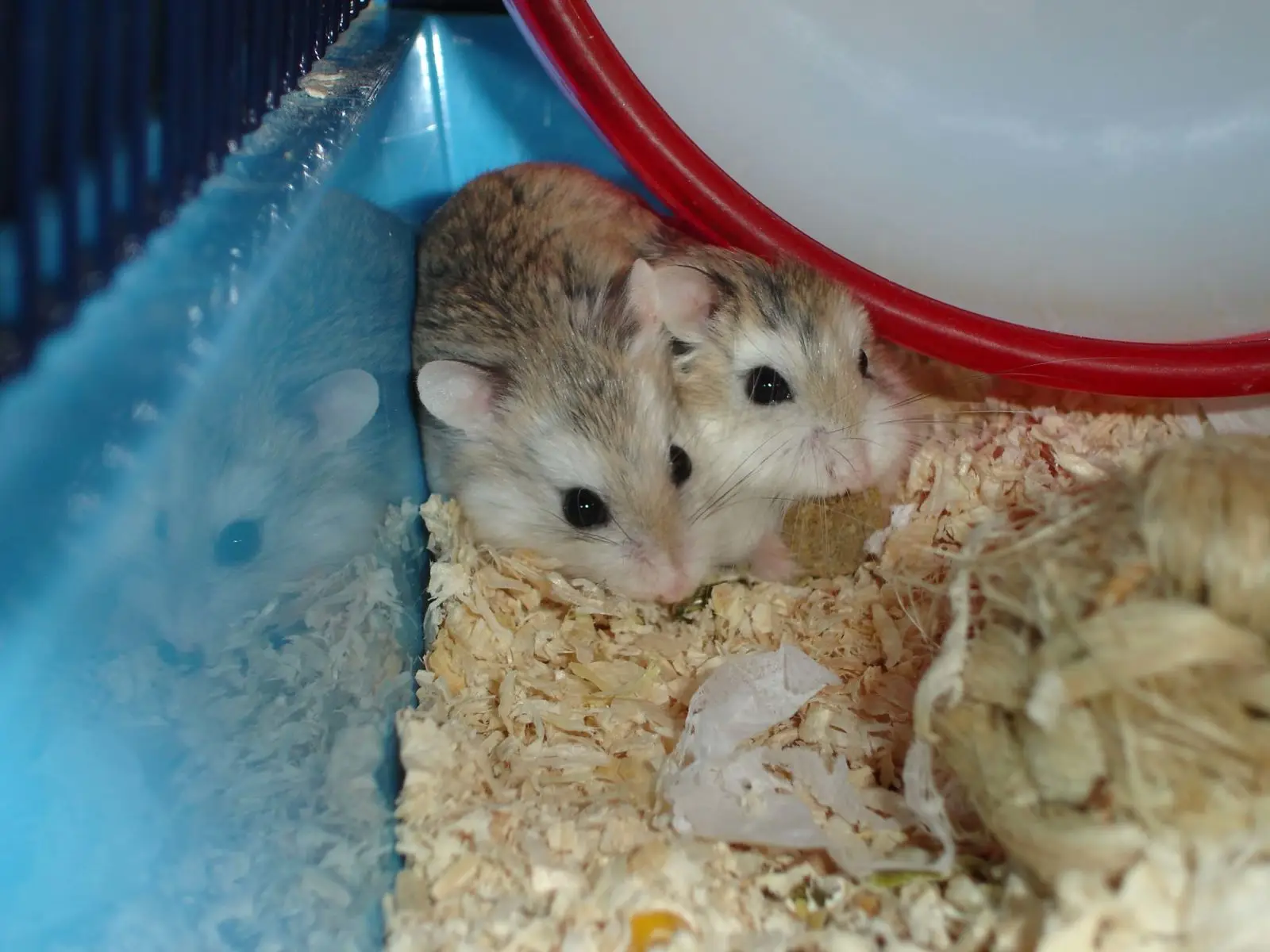 Hamster russe