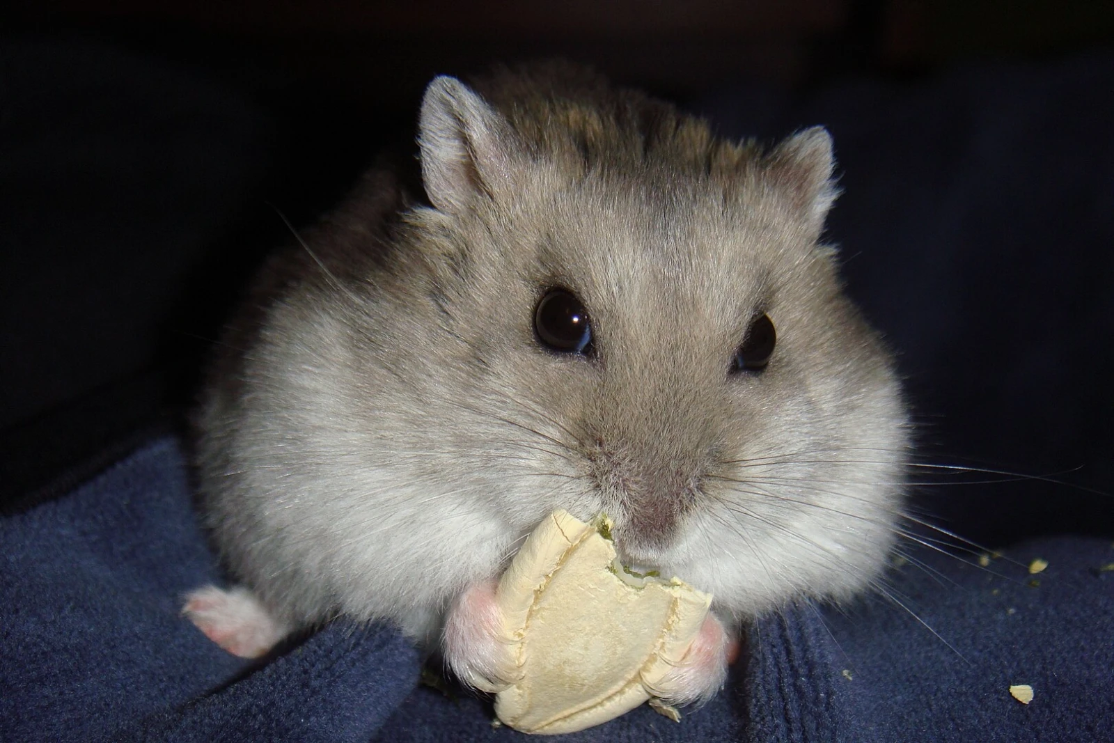 Hamster russe