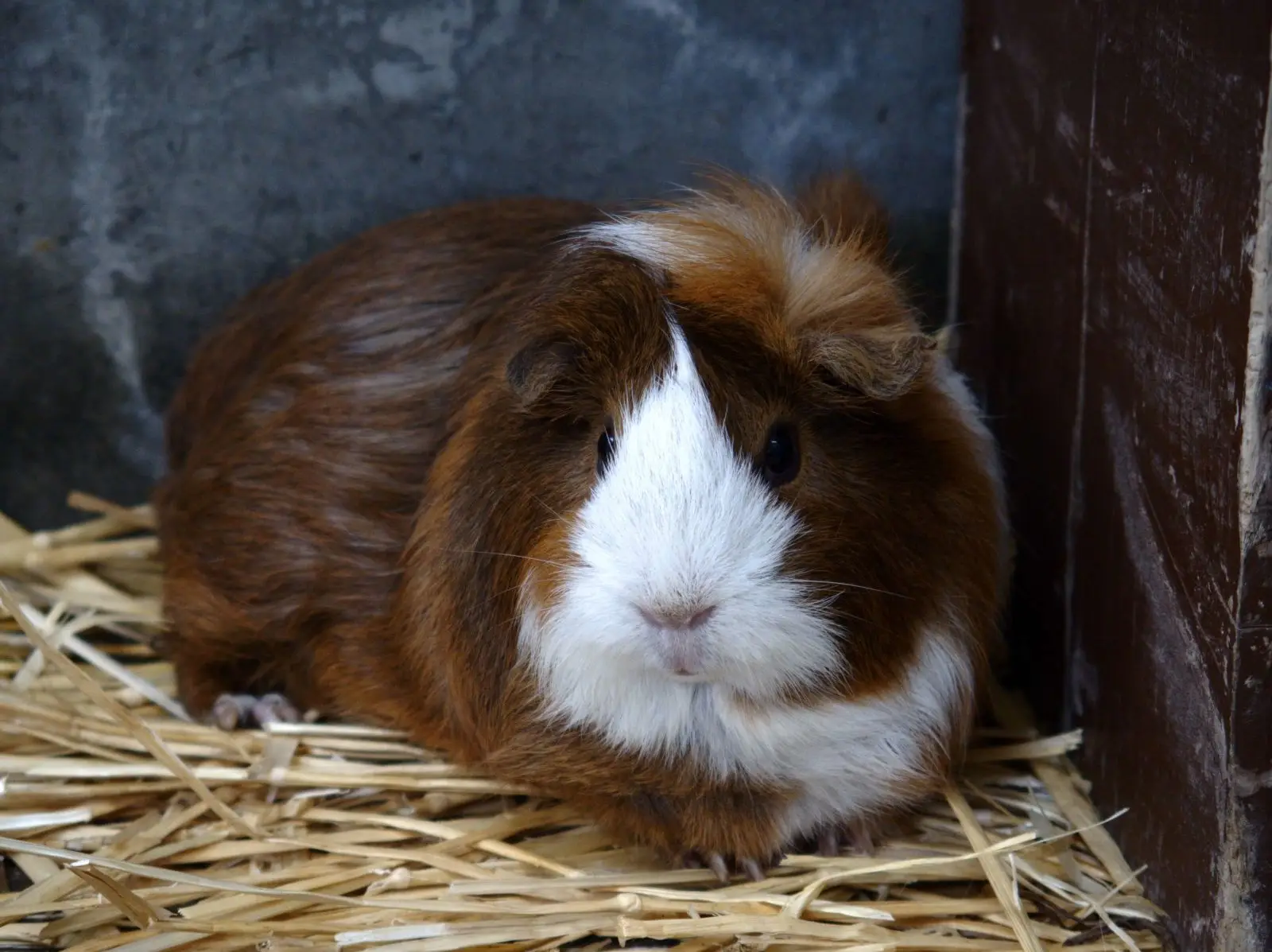 Domestic-Guinea-Pig 01