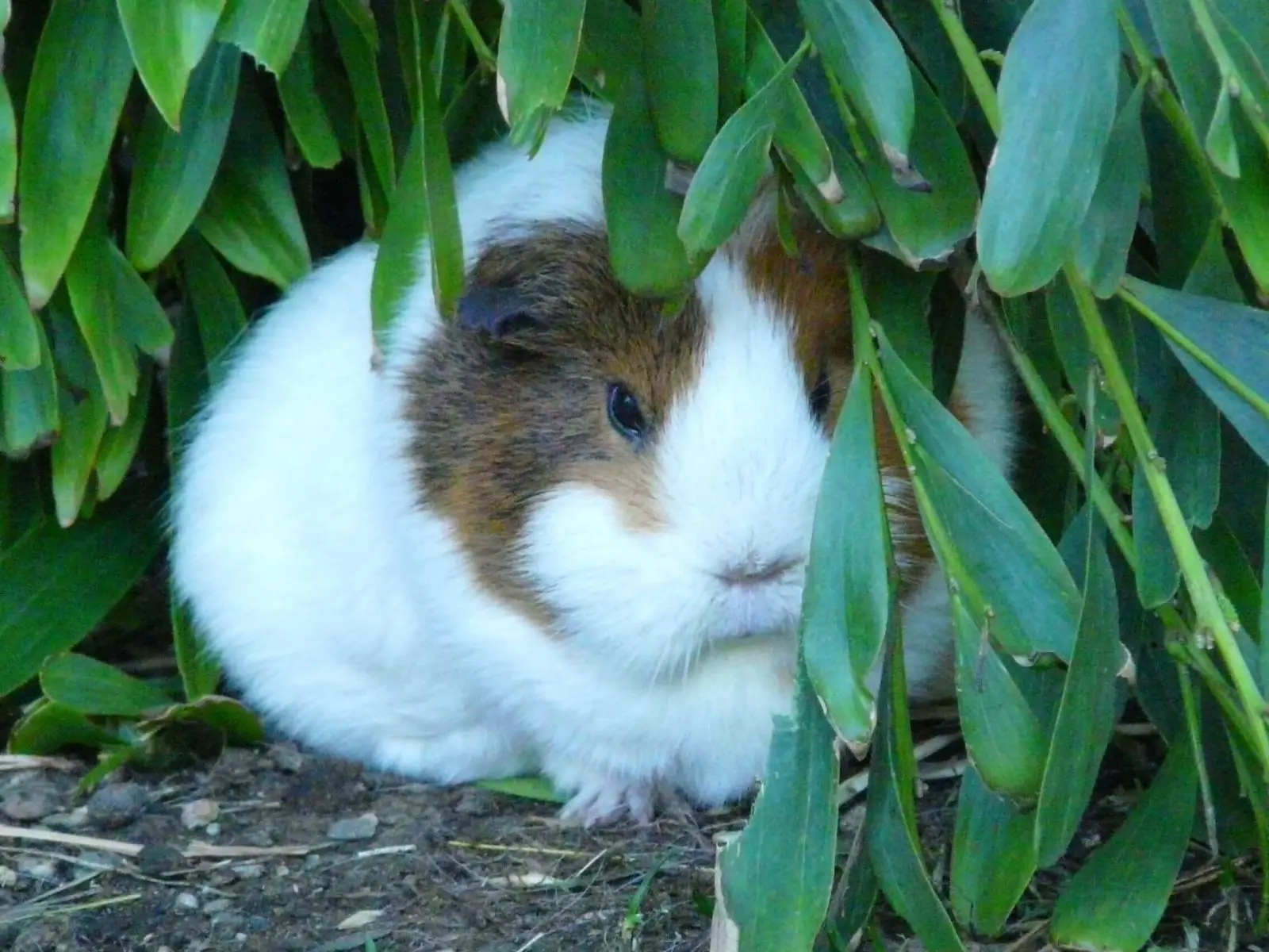 Domestic-Guinea-Pig 02