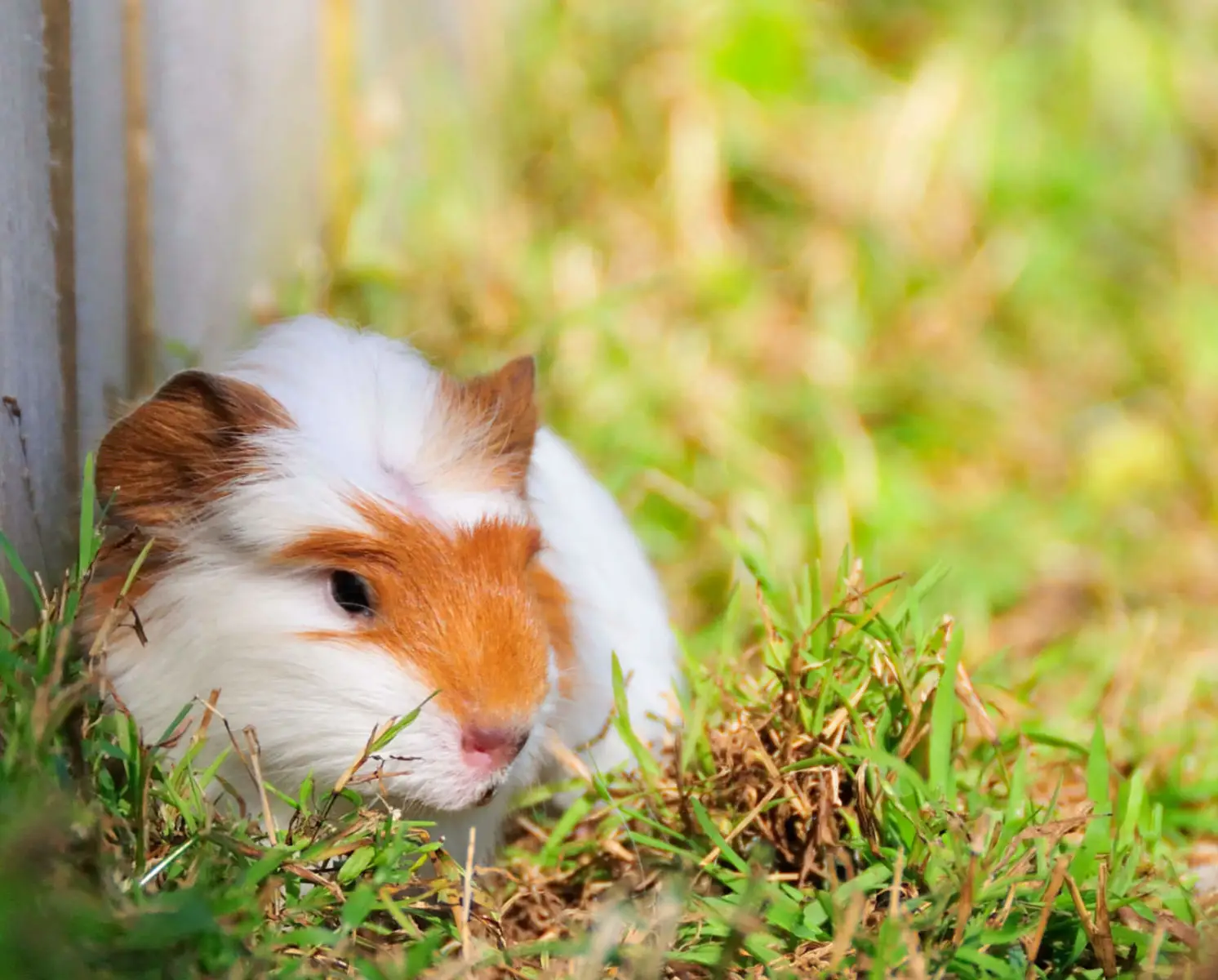 Domestic-Guinea-Pig 03