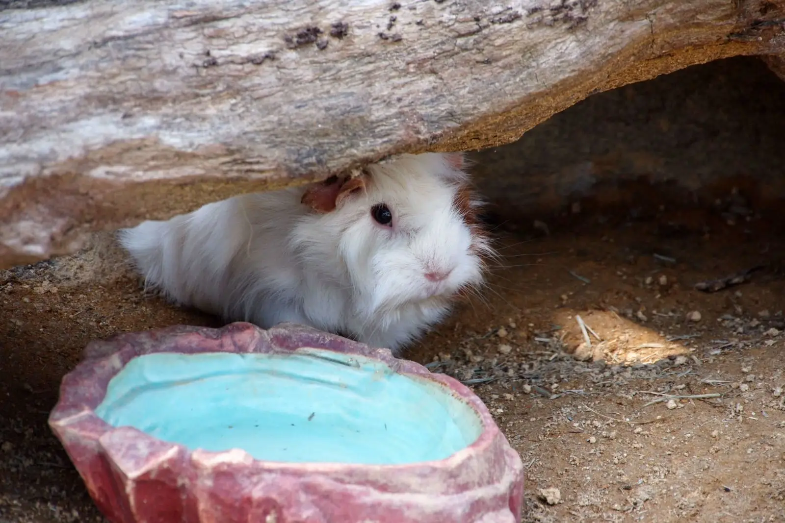 Domestic-Guinea-Pig 04