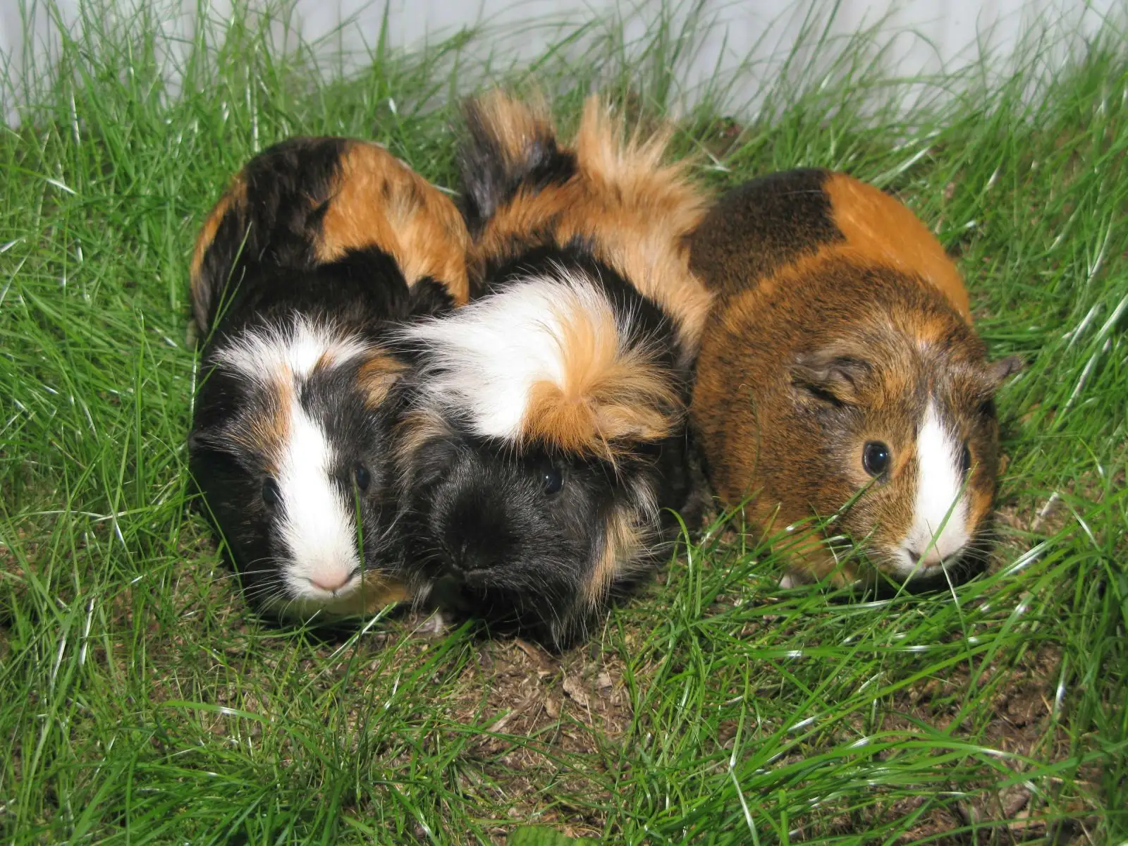 Domestic-Guinea-Pig 05