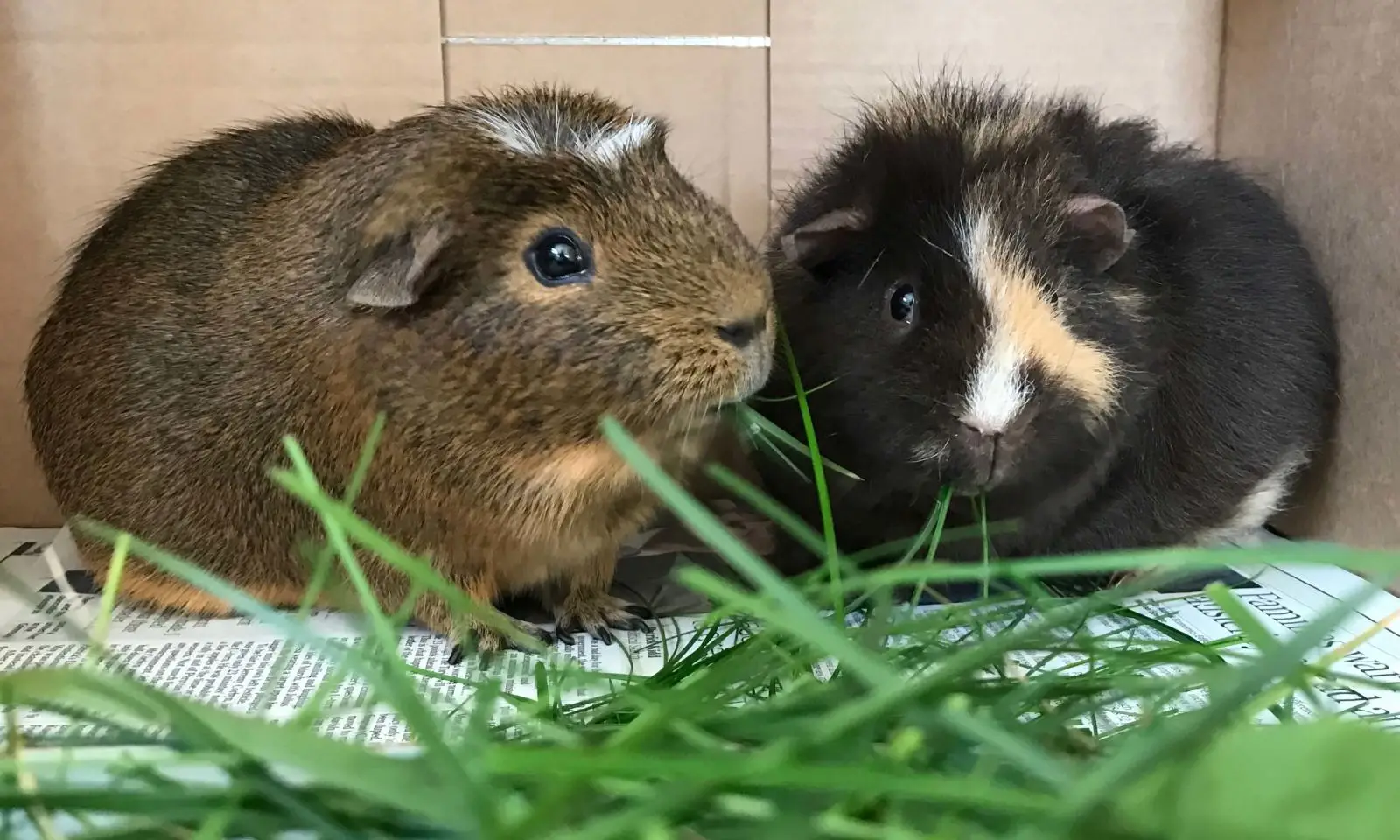 Domestic-Guinea-Pig 07