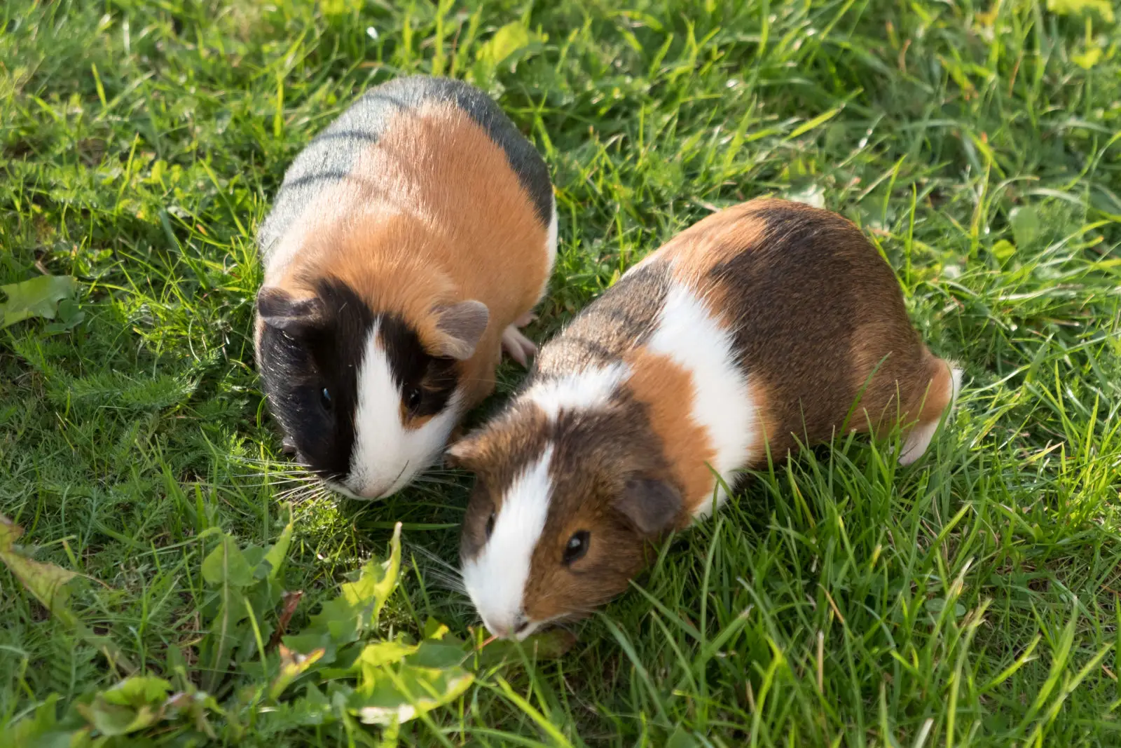 Domestic-Guinea-Pig 08