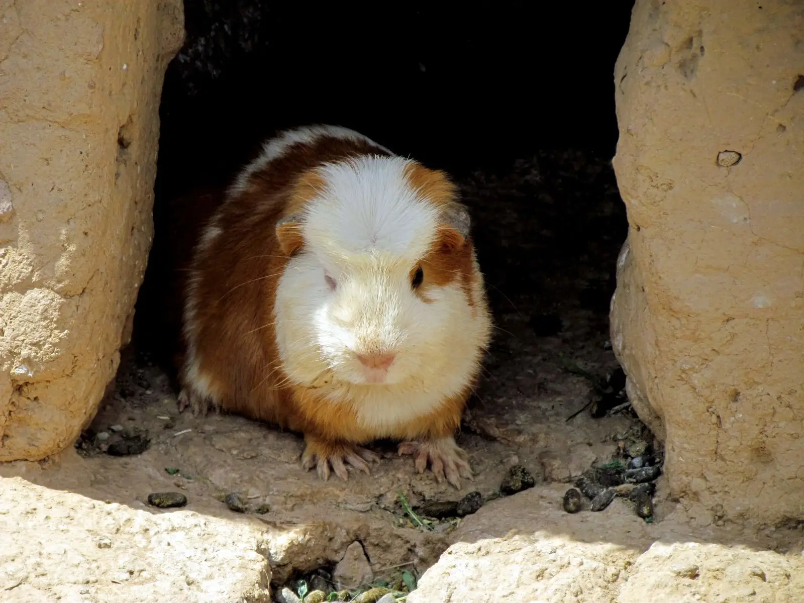 Domestic-Guinea-Pig 09