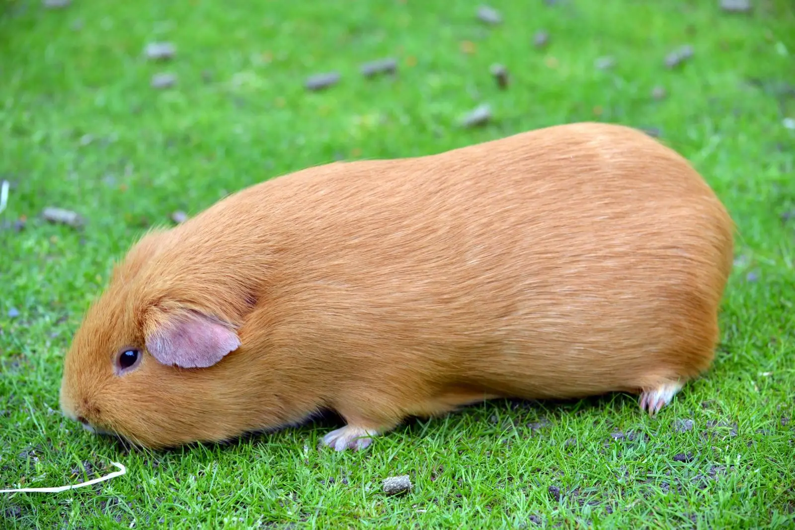 Domestic-Guinea-Pig 10