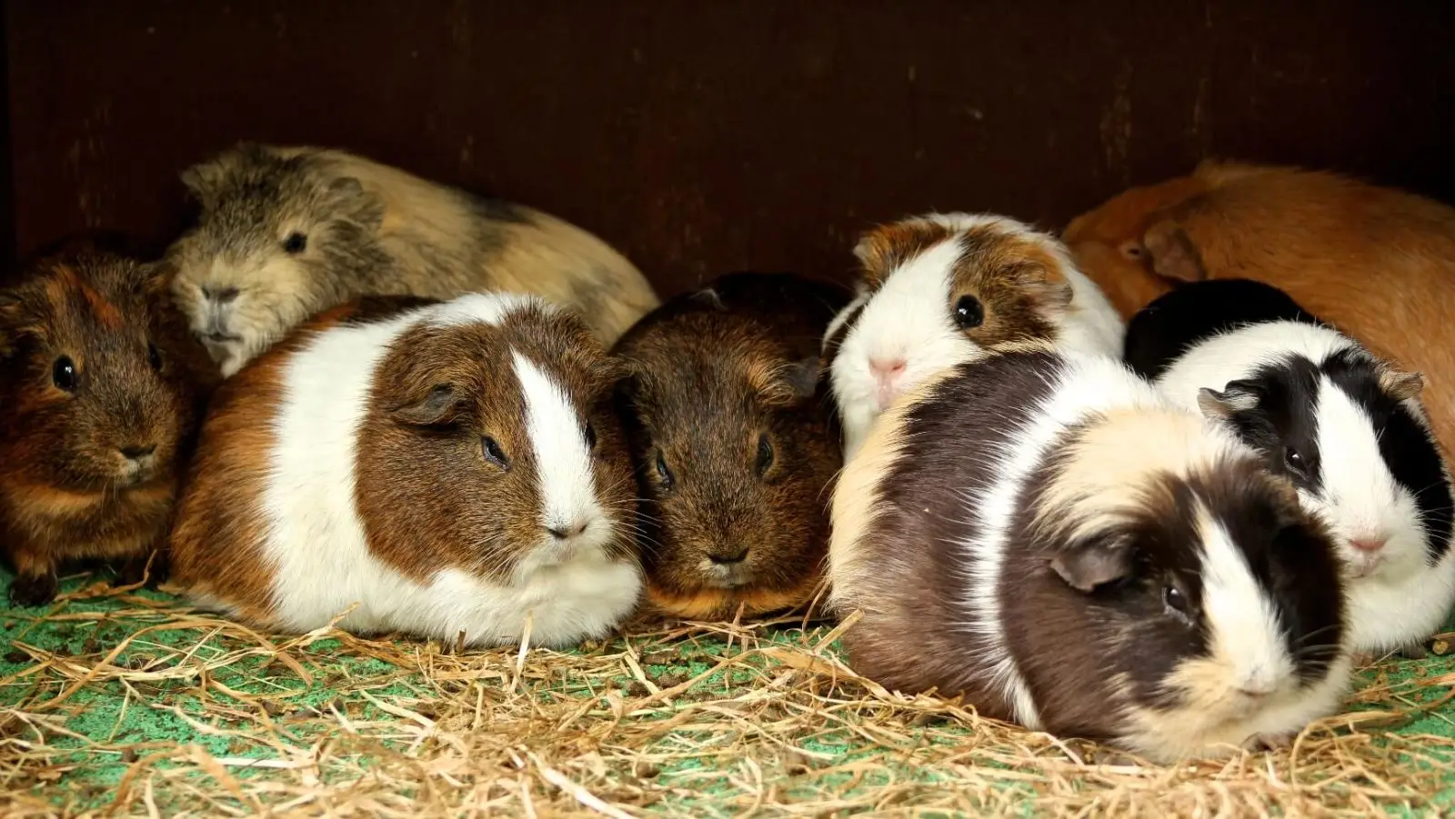 Domestic-Guinea-Pig 12