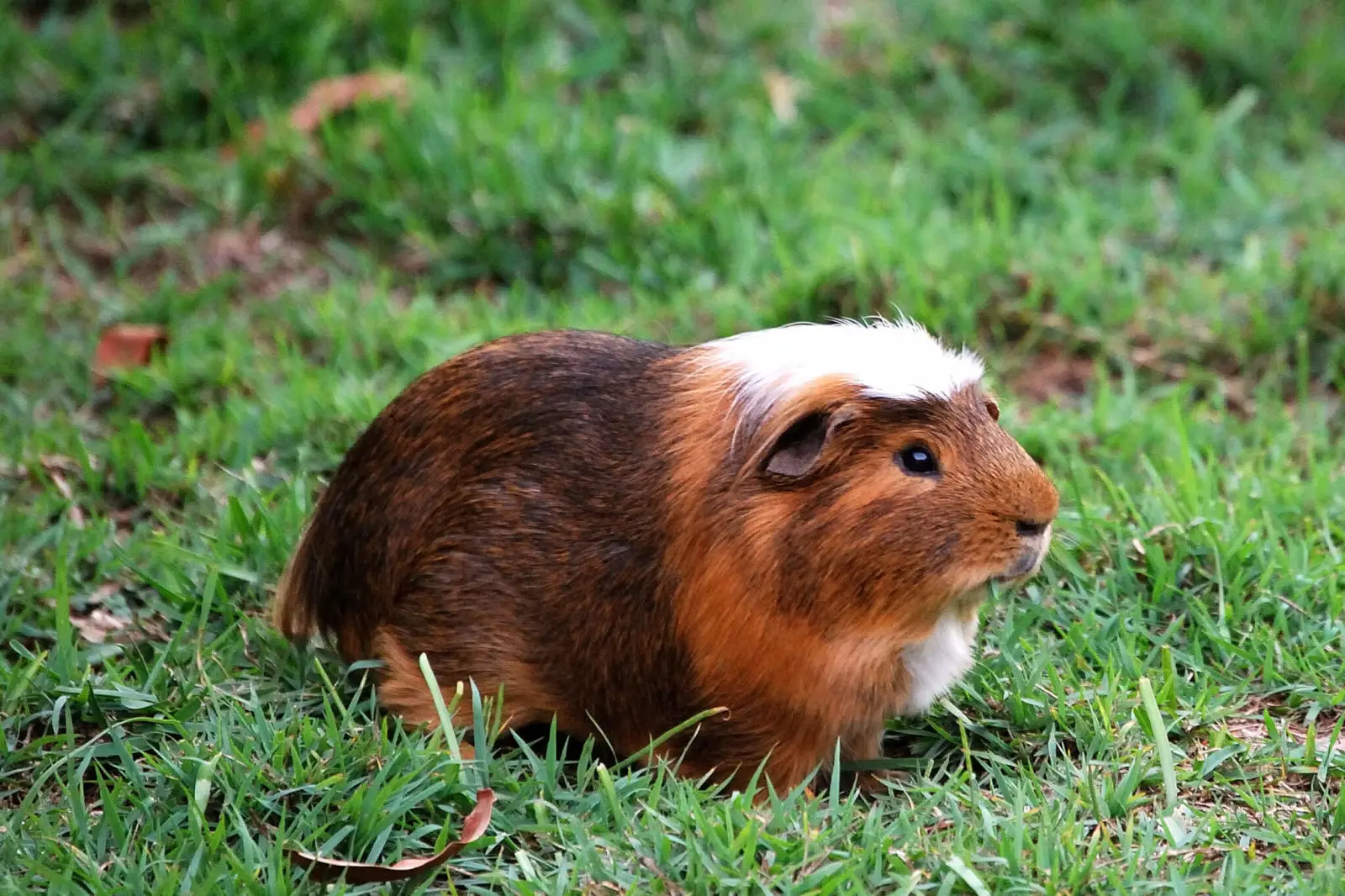 Domestic-Guinea-Pig 13