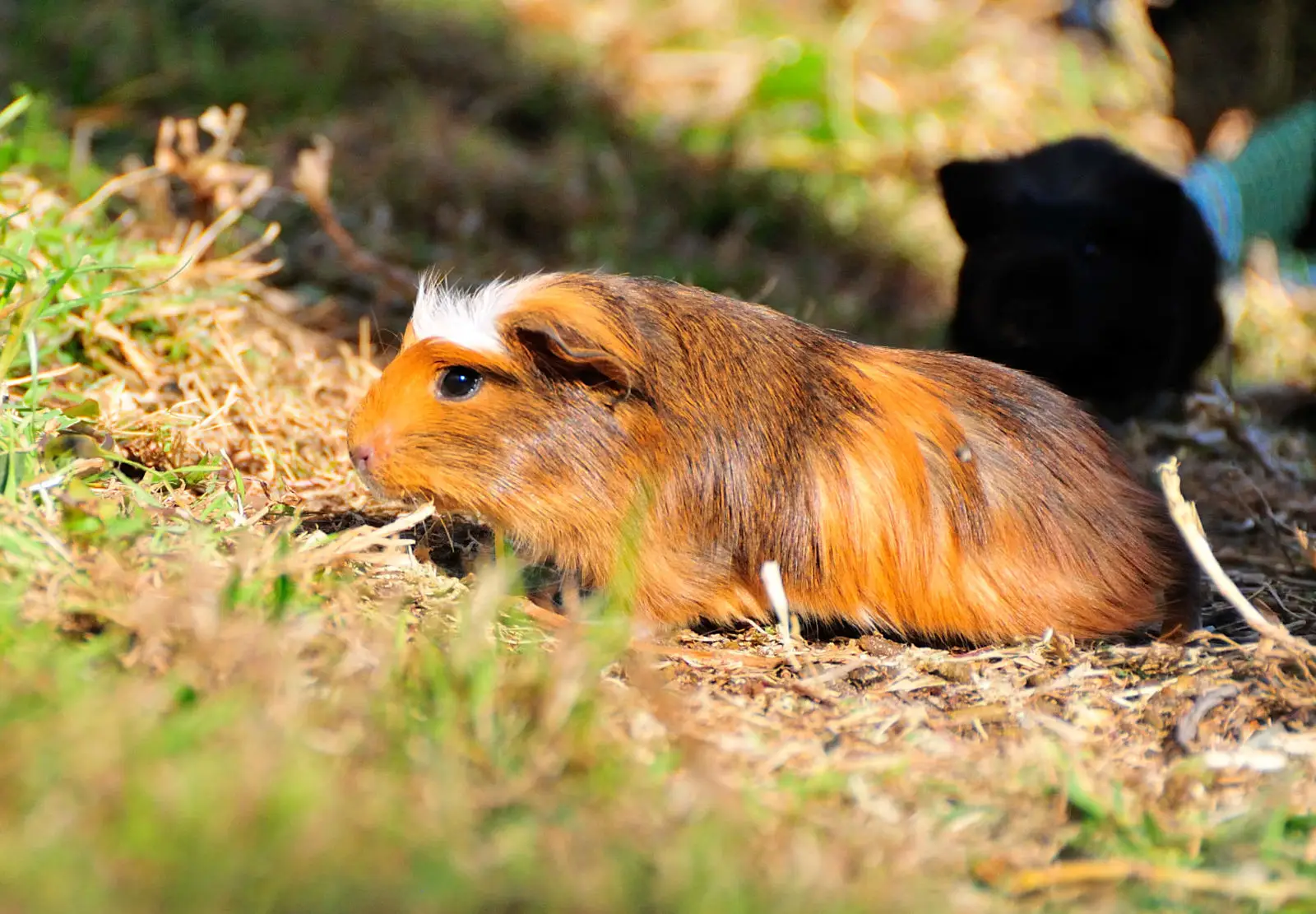 Domestic-Guinea-Pig 14