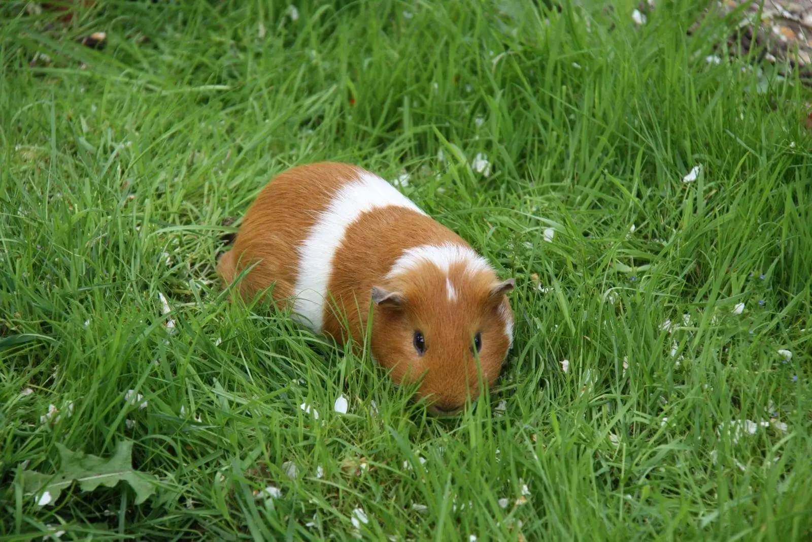 Domestic-Guinea-Pig 15