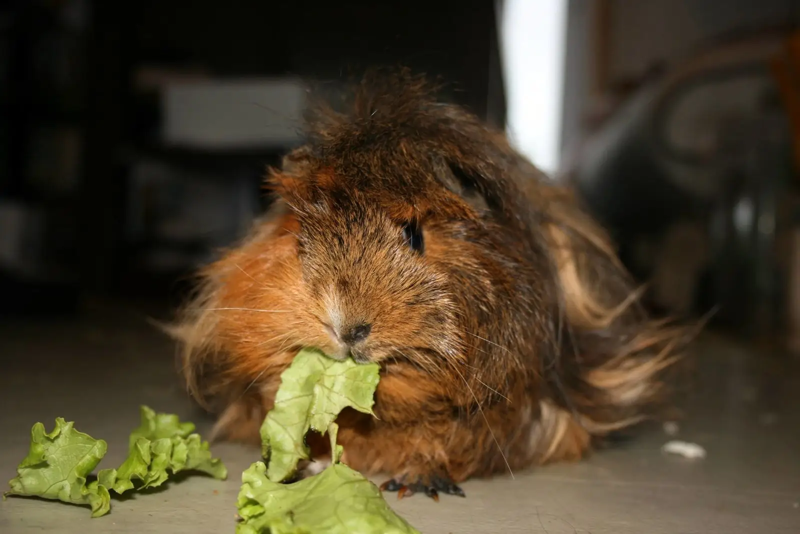 Domestic-Guinea-Pig 16