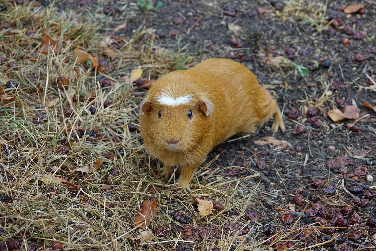 Domestic-Guinea-Pig 18