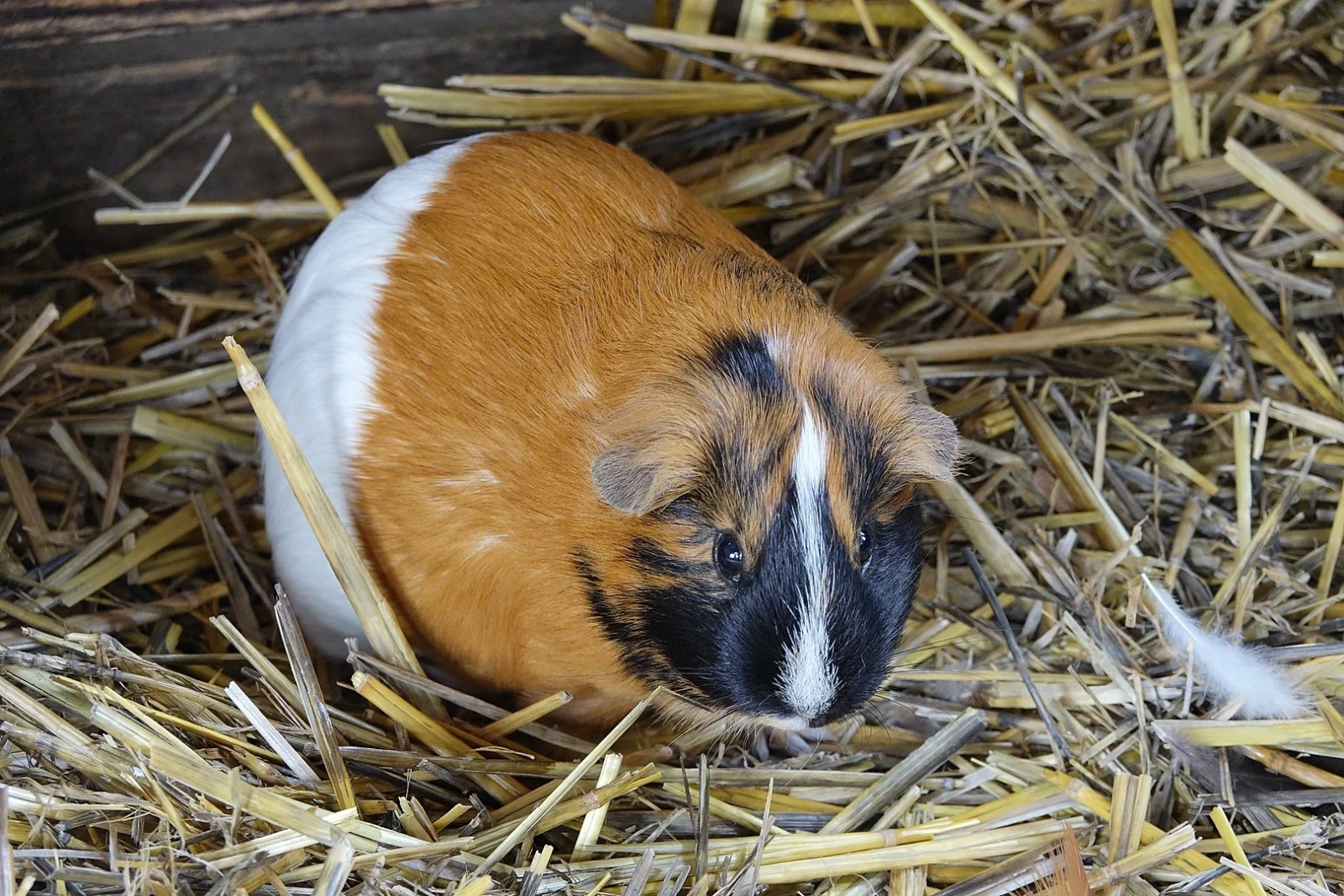 Domestic-Guinea-Pig 19