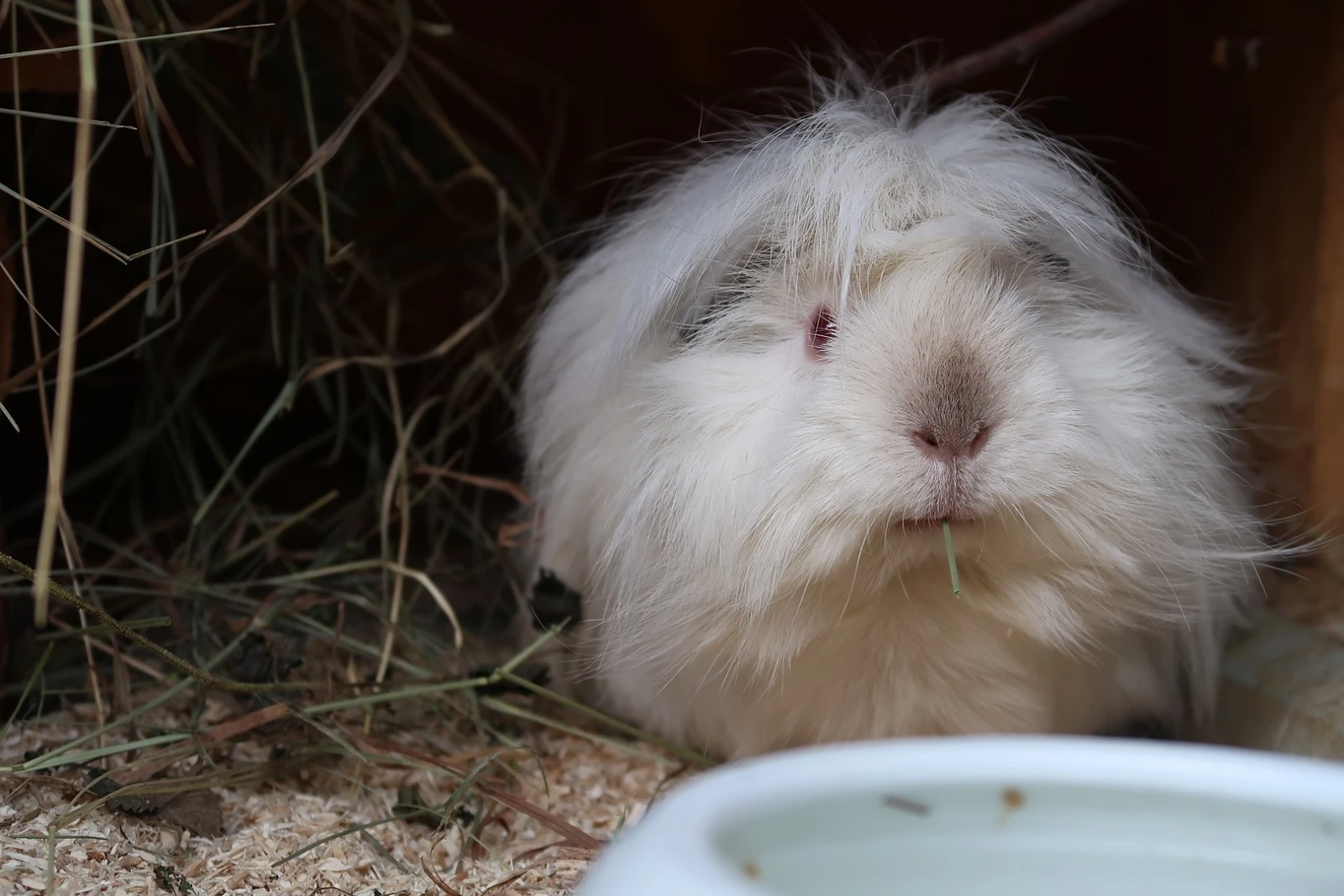 Domestic-Guinea-Pig 20