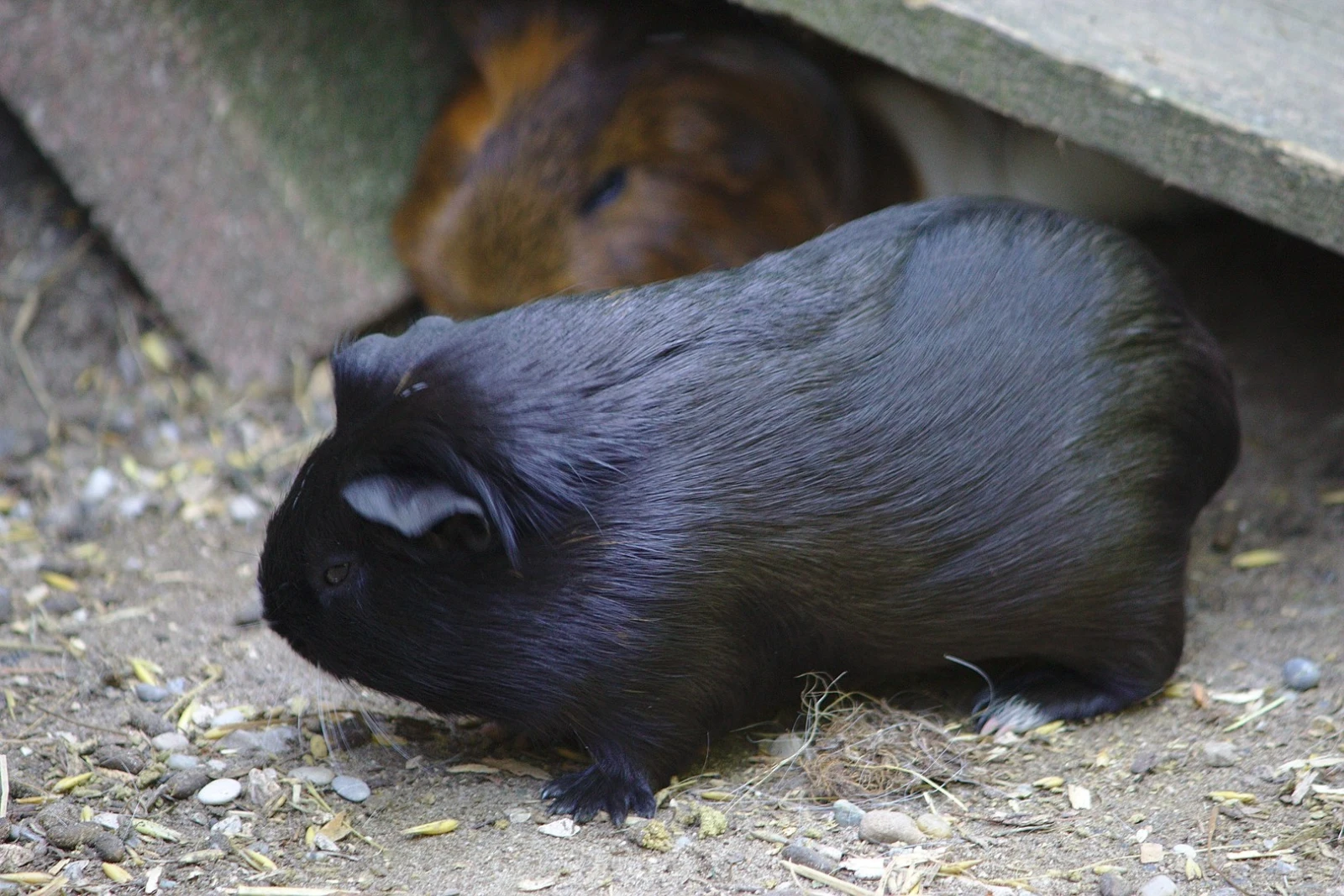 Domestic-Guinea-Pig 21