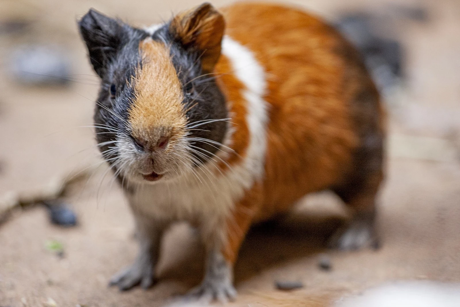 Domestic-Guinea-Pig 22