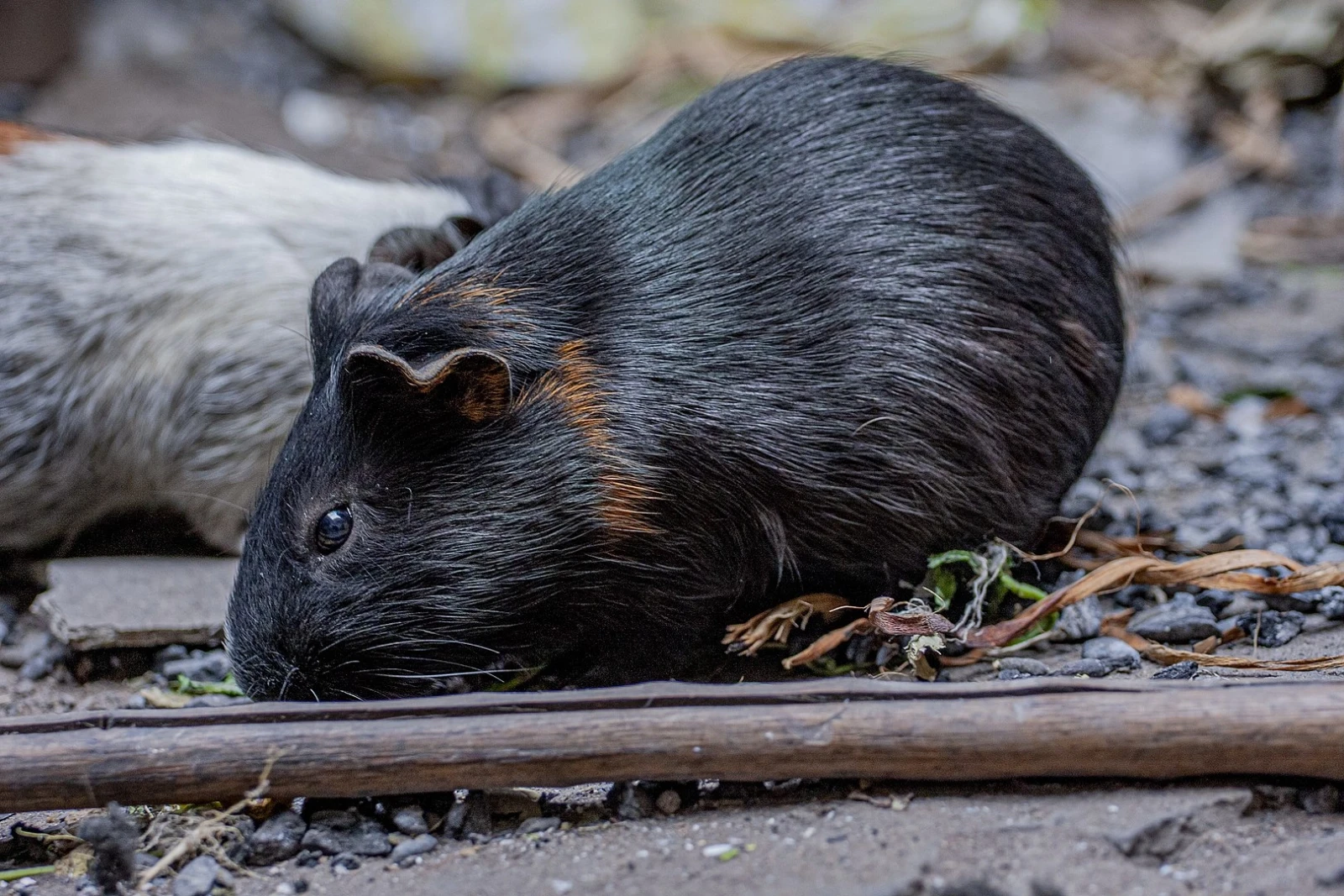 Domestic-Guinea-Pig 23