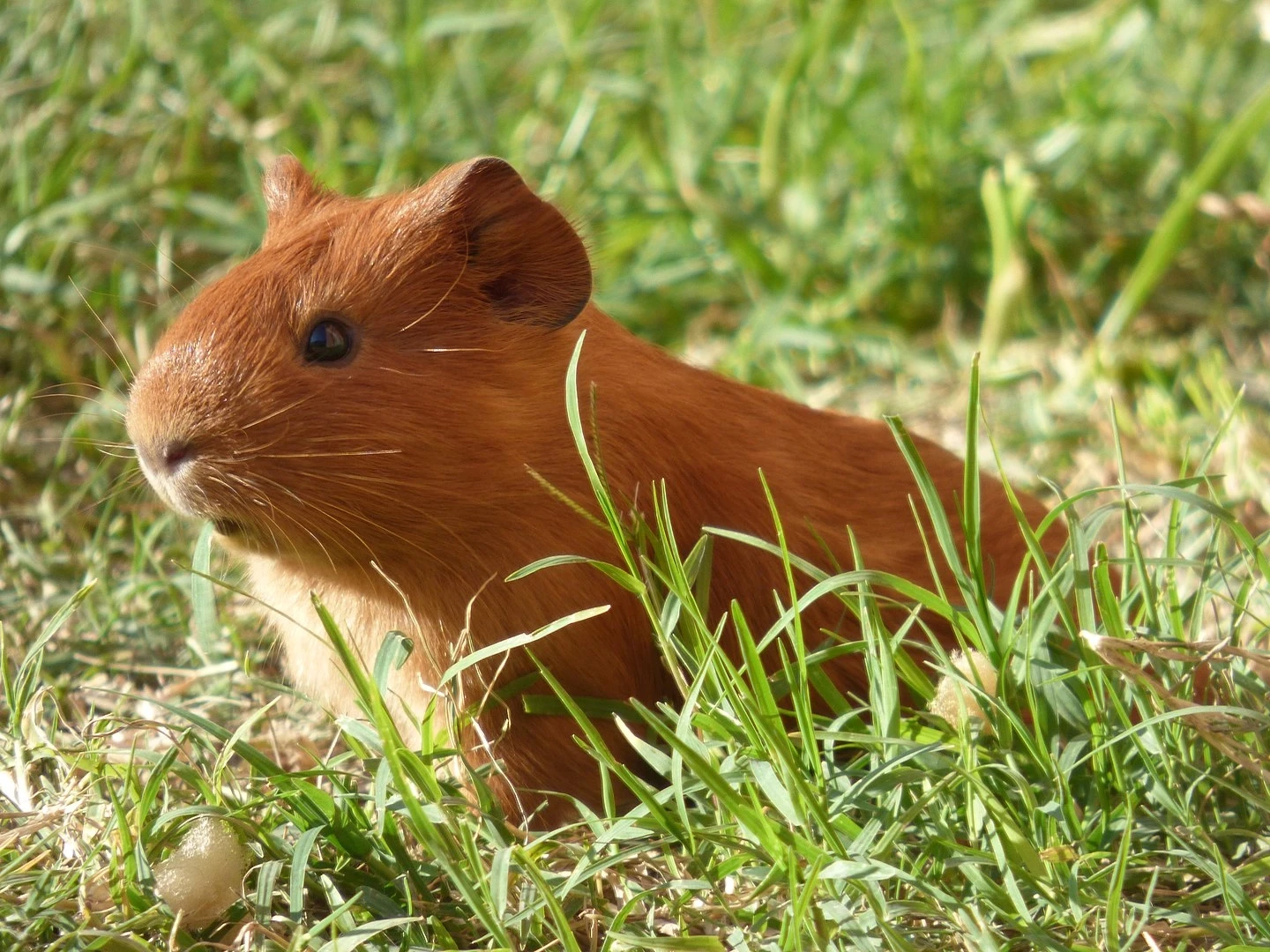 Domestic-Guinea-Pig 24