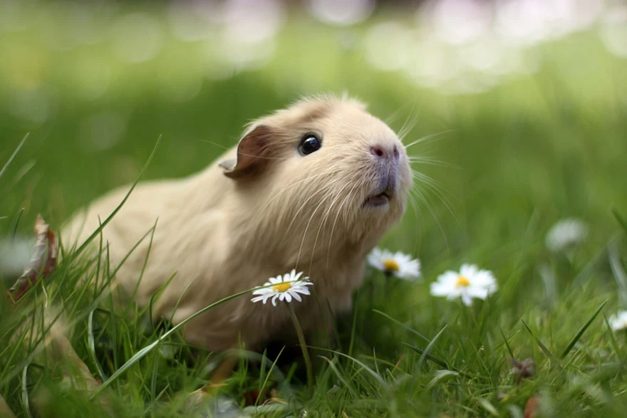 Domestic-Guinea-Pig 25
