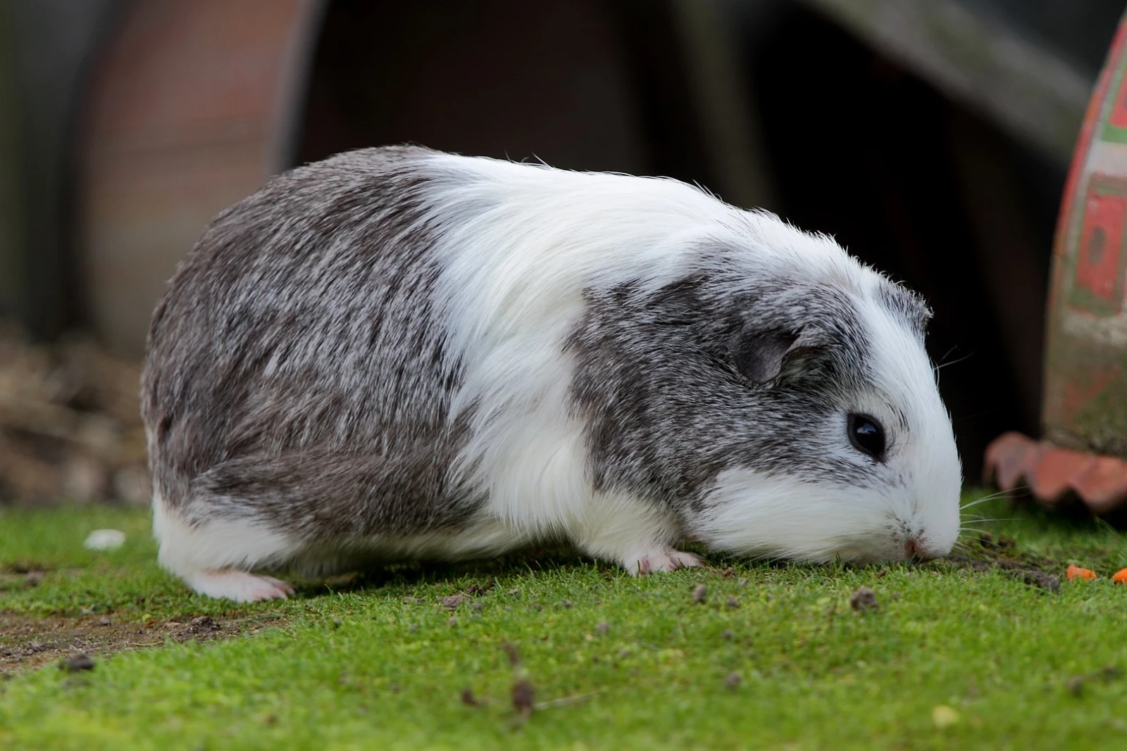 Domestic-Guinea-Pig 27