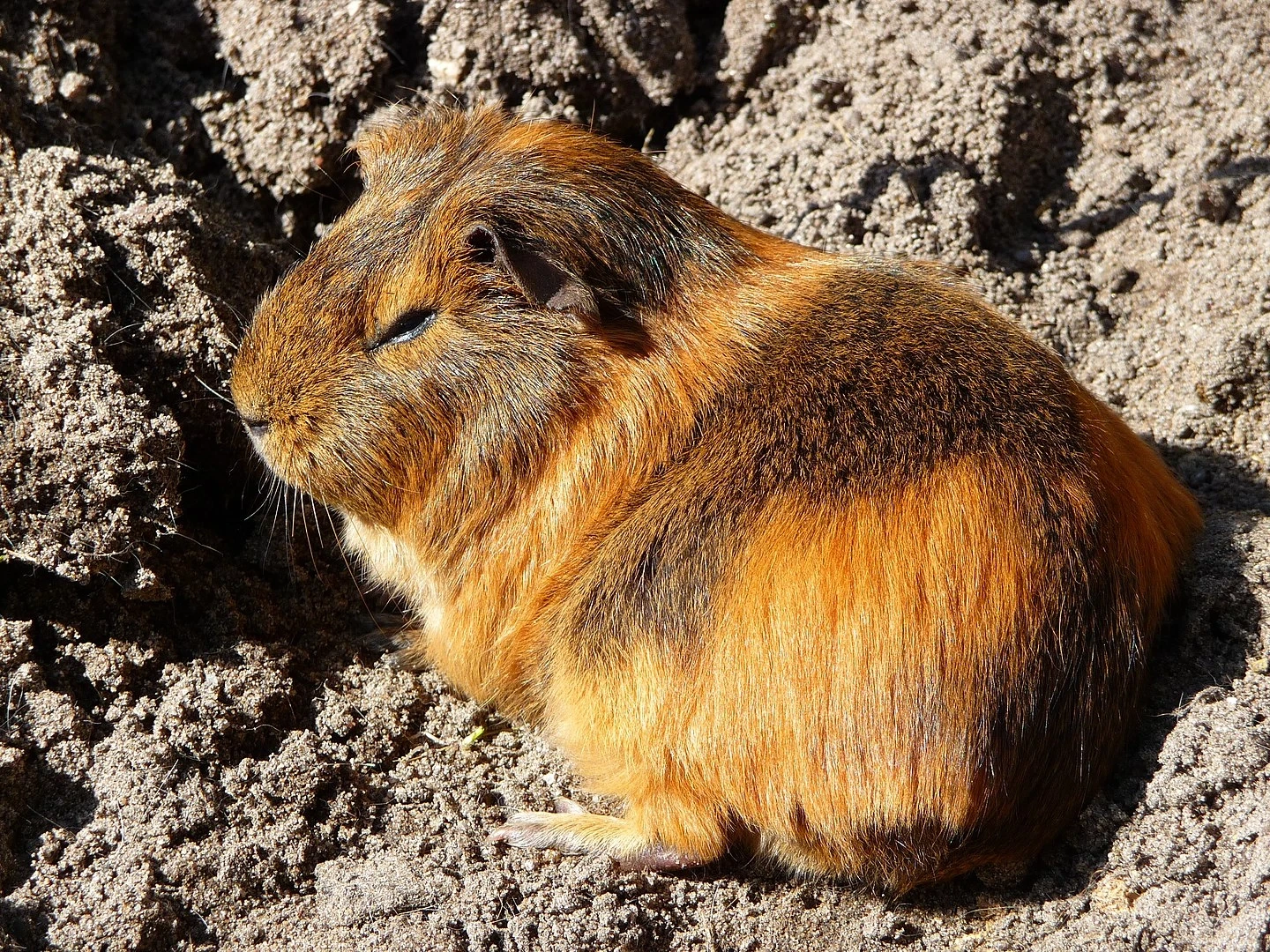 Domestic-Guinea-Pig 28