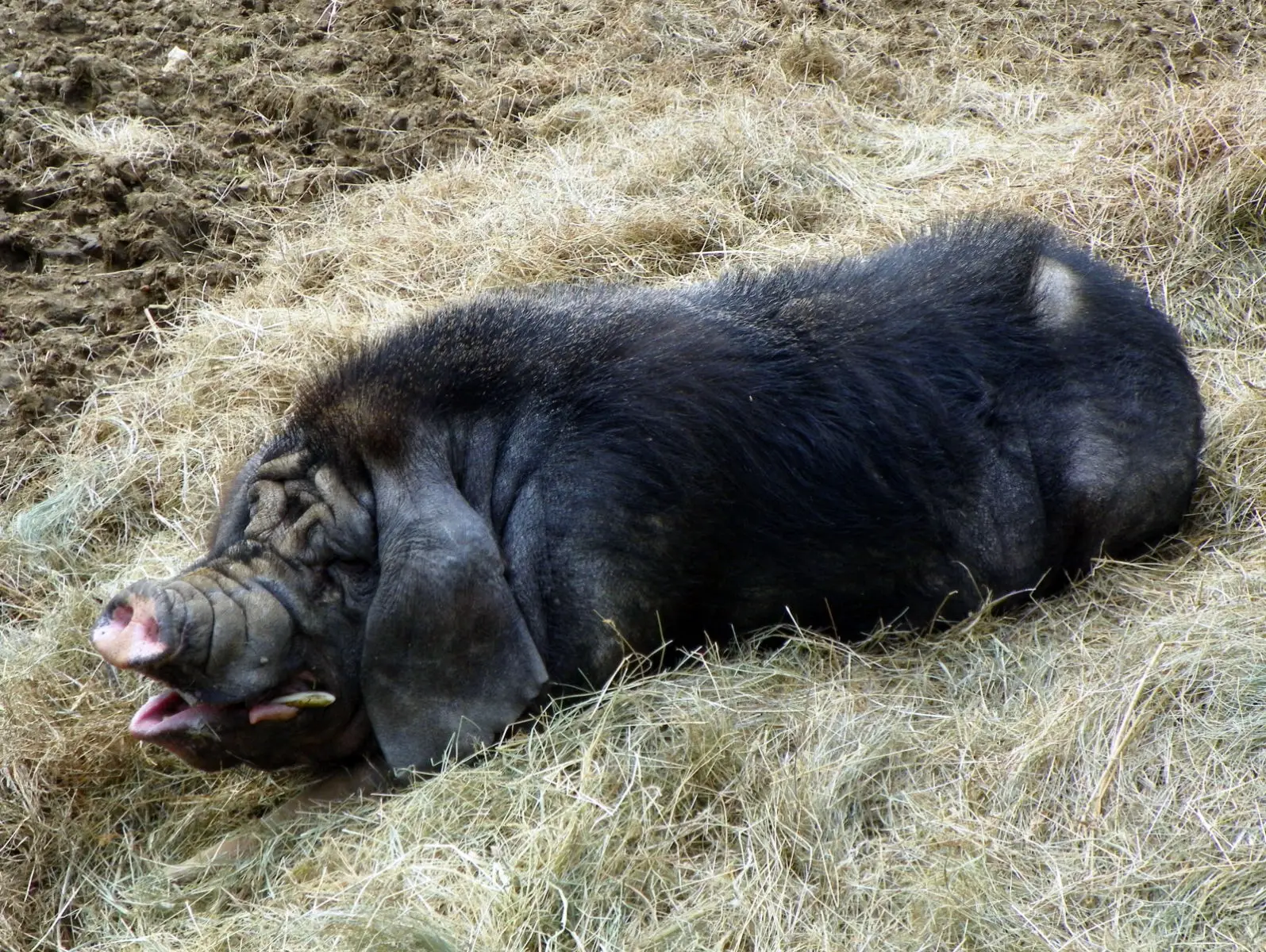 Domestic-Pig 01