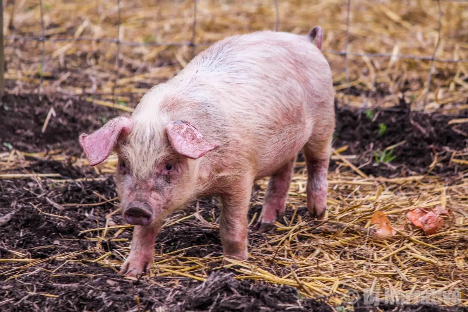Domestic-Pig 02