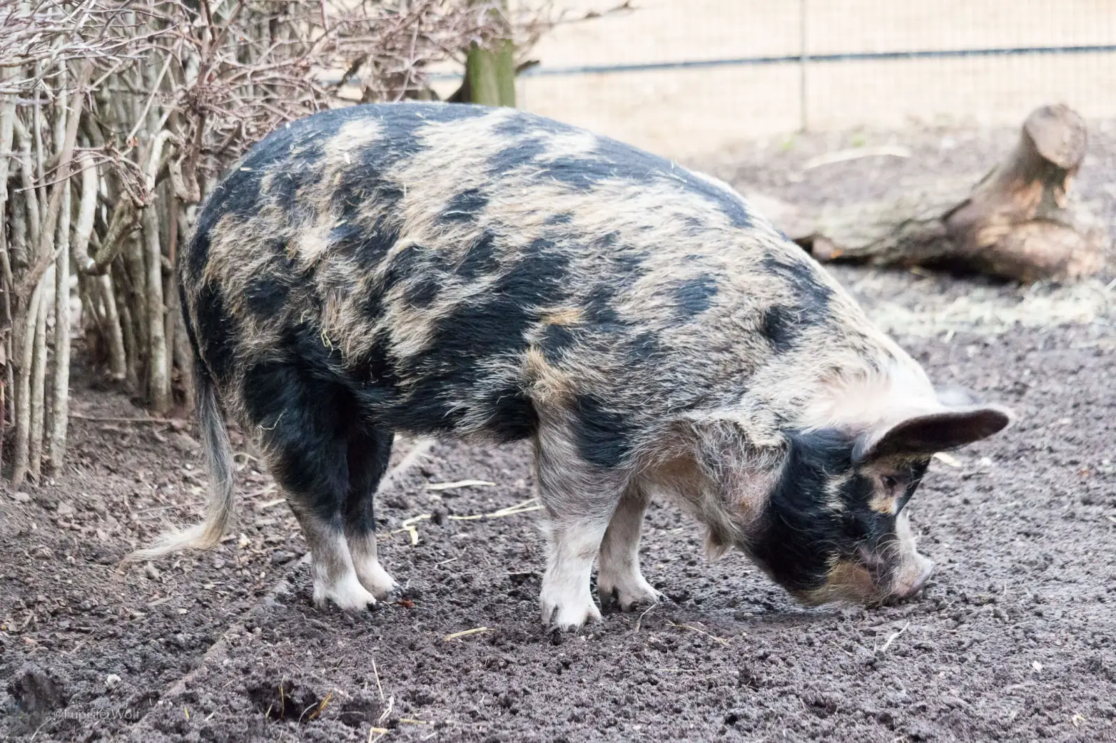 Domestic-Pig 03