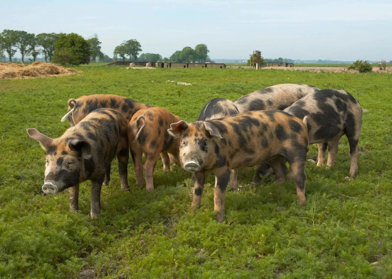 Domestic-Pig 04