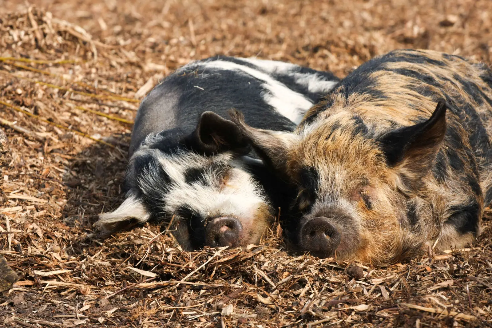 Domestic-Pig 05