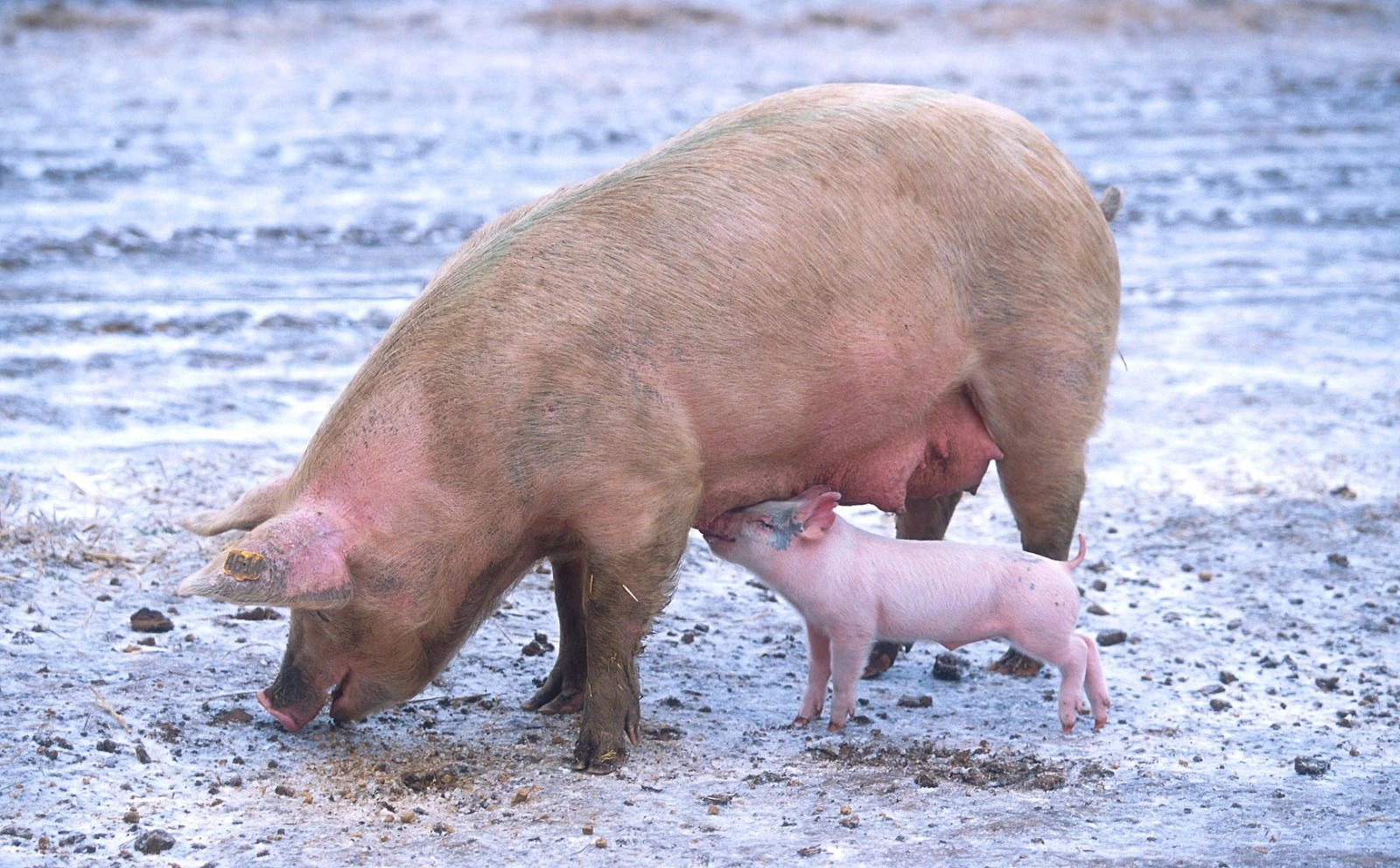 Domestic-Pig 06