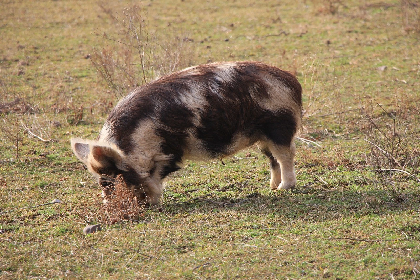 Domestic-Pig 09