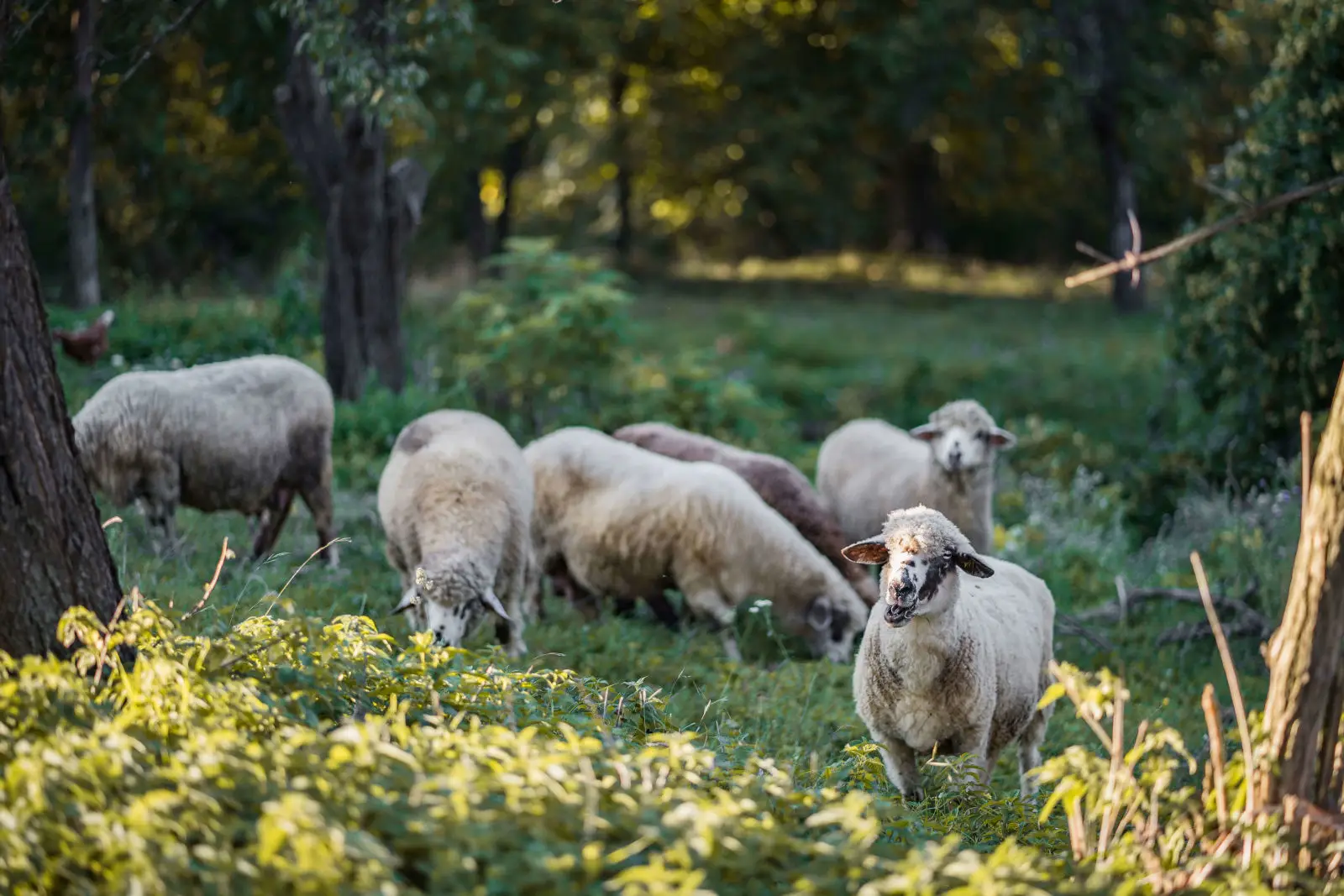 Petit mais pas timide : le mouton Ouessant
