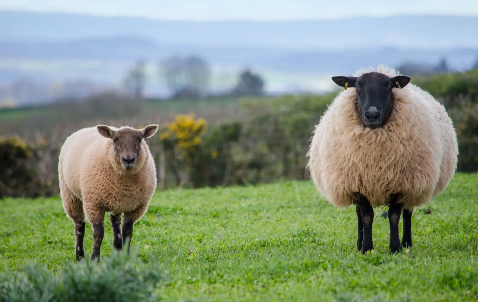 Mouton Ouessant