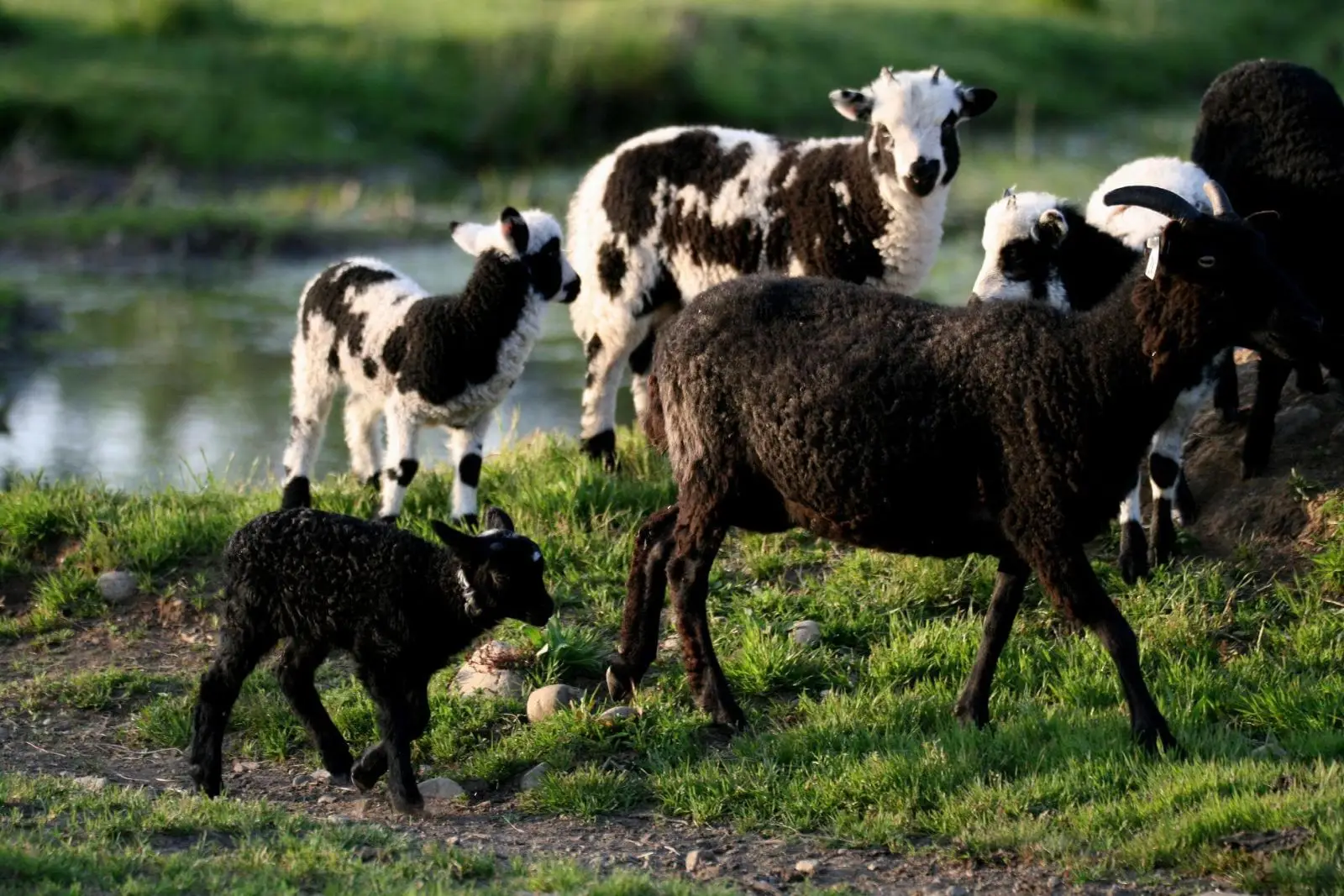 Mouton Ouessant