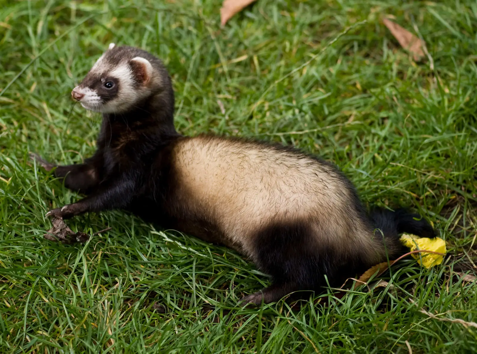 Domesticated-Ferret 01