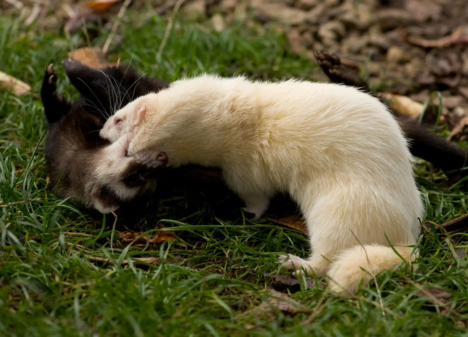 Domesticated-Ferret 02