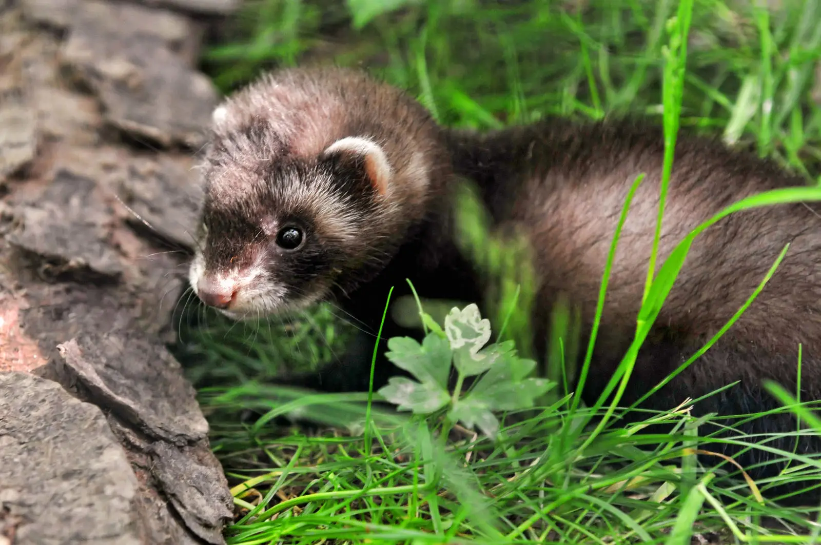 Domesticated-Ferret 03
