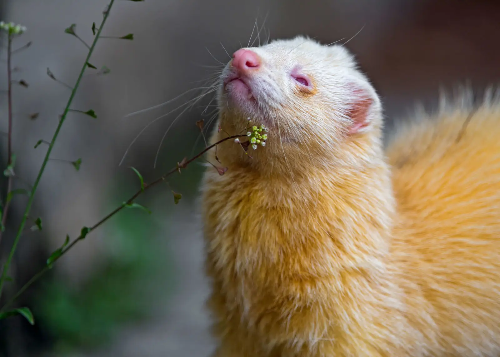 Domesticated-Ferret 04
